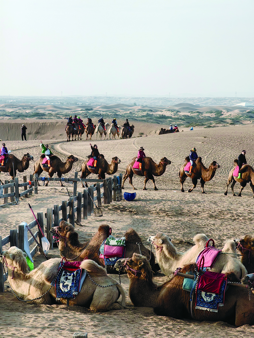     10月额济纳专列游，体验骑行骆驼。