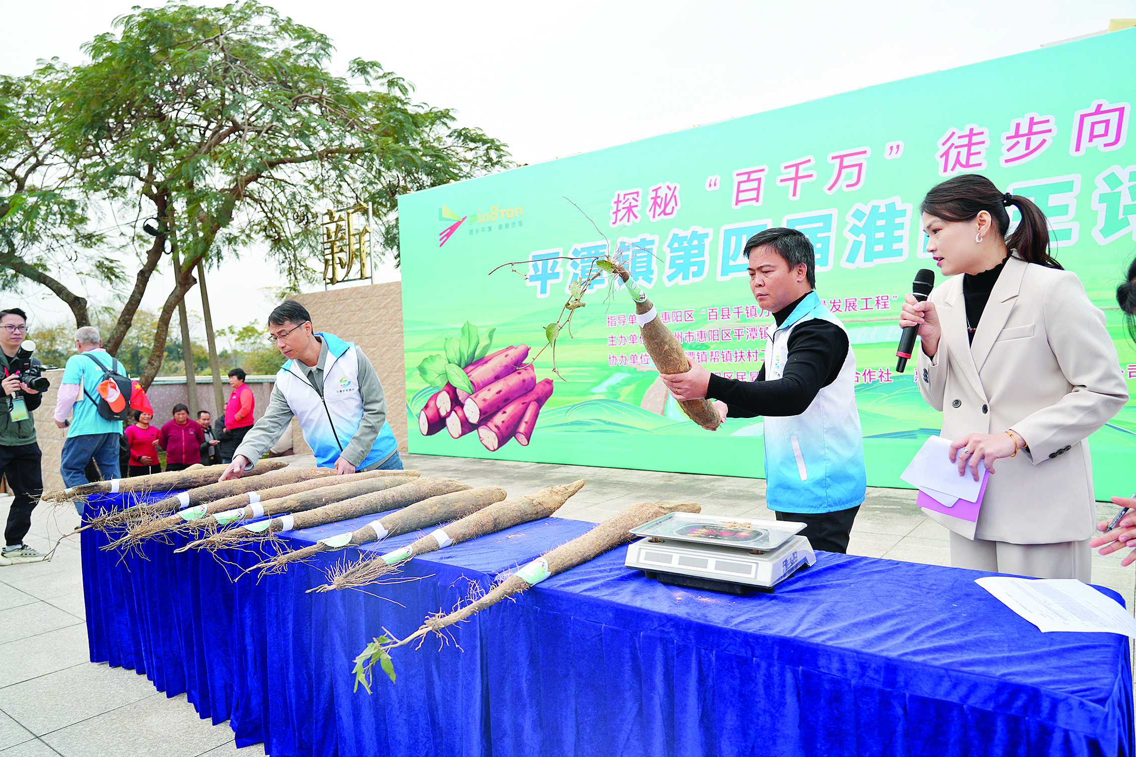     “淮山王”评比大赛现场。本组图片 惠州日报记者许文昌 摄