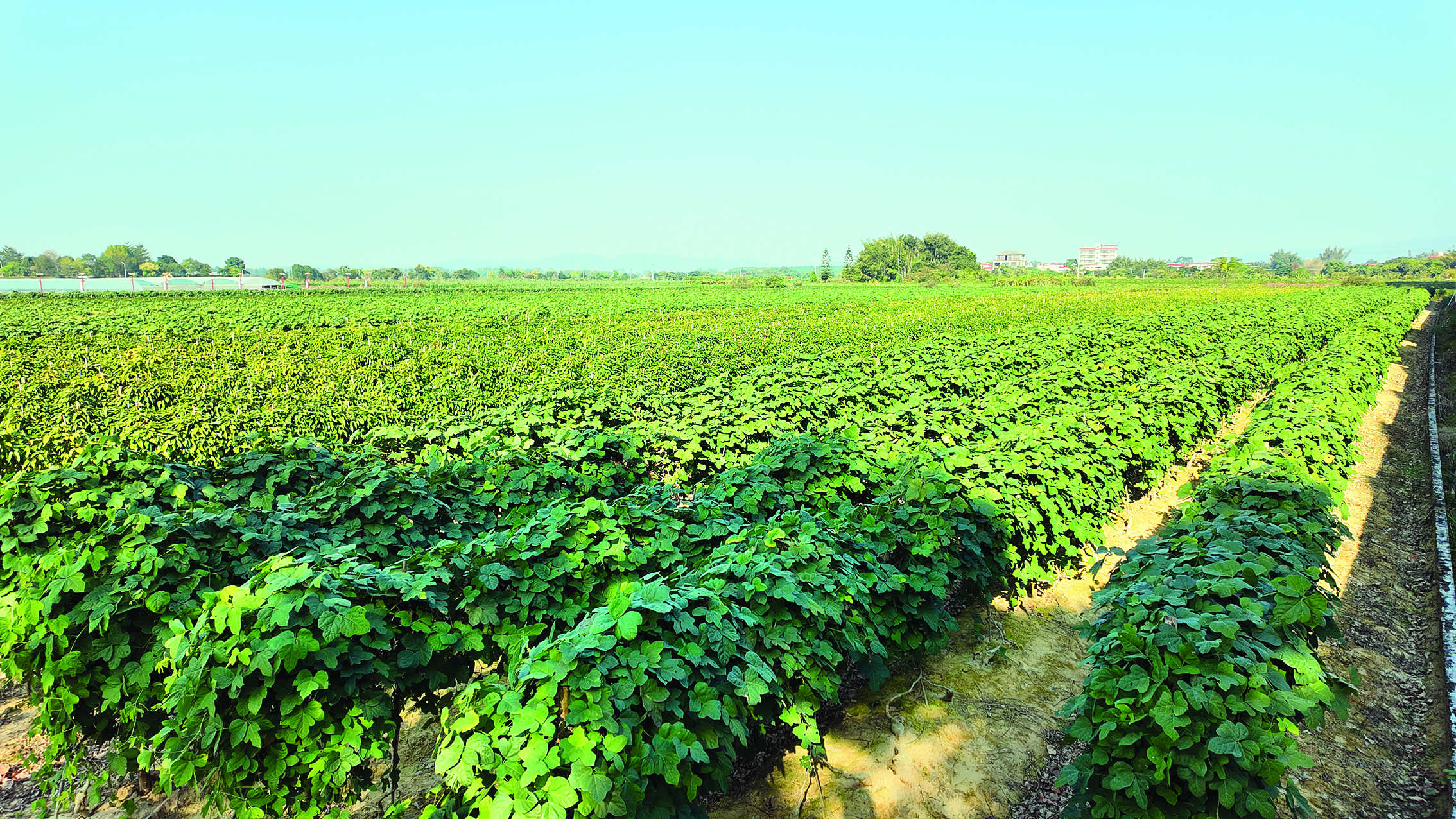     新圩村连片的淮山、粉葛种植地。