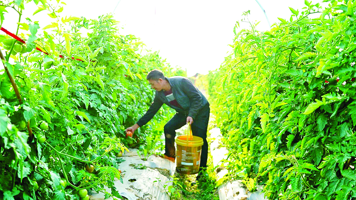     菜农采摘西红柿。惠州日报记者黄宇翔 通讯员龙融心 摄