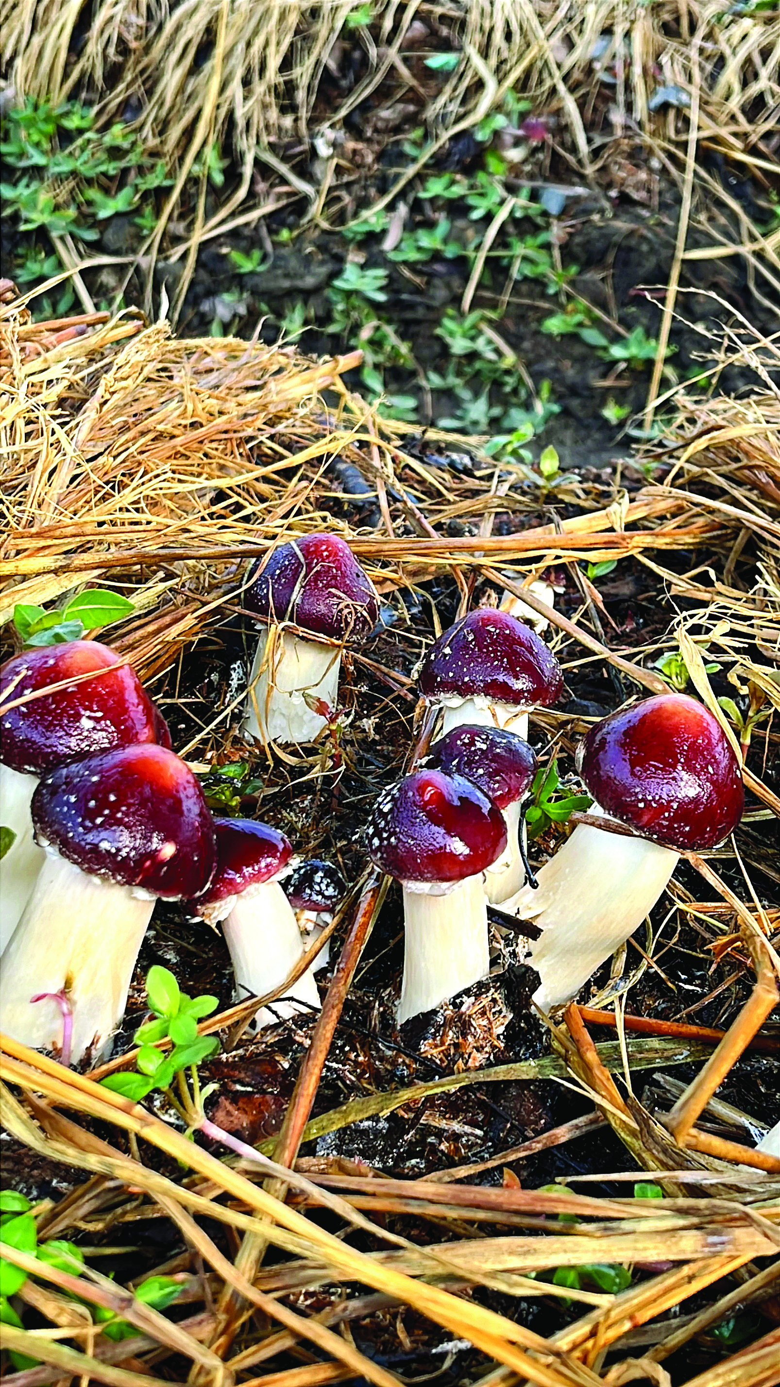     红松茸按个头大小分为多个等级。