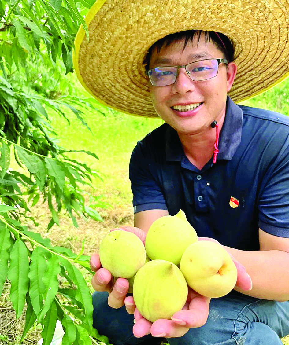     观音山村鹰嘴桃个大饱满。