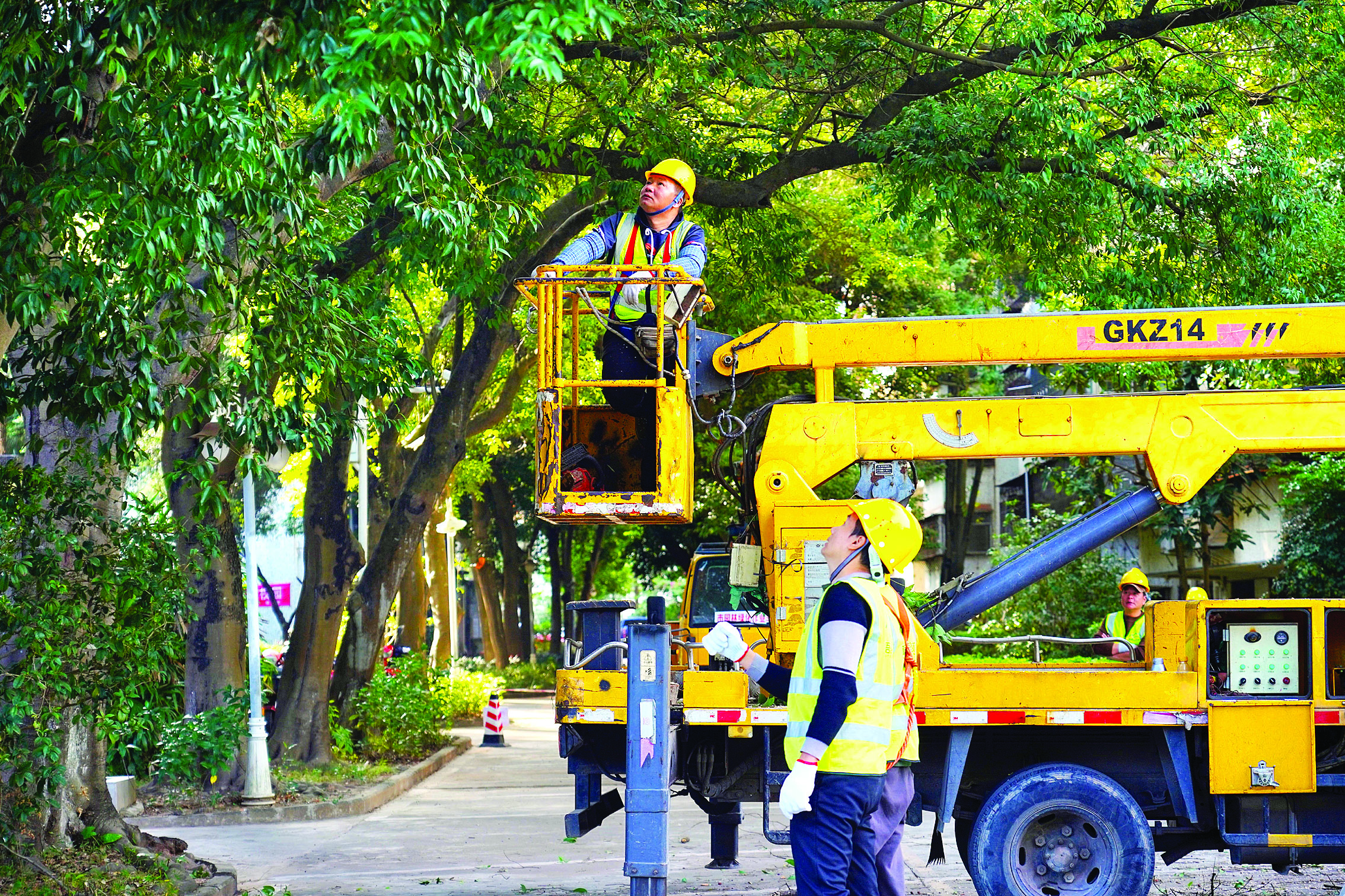     市区两级城管执法部门联合举办绿化树木规范修剪现场示范活动。 惠州日报记者肖泓 摄