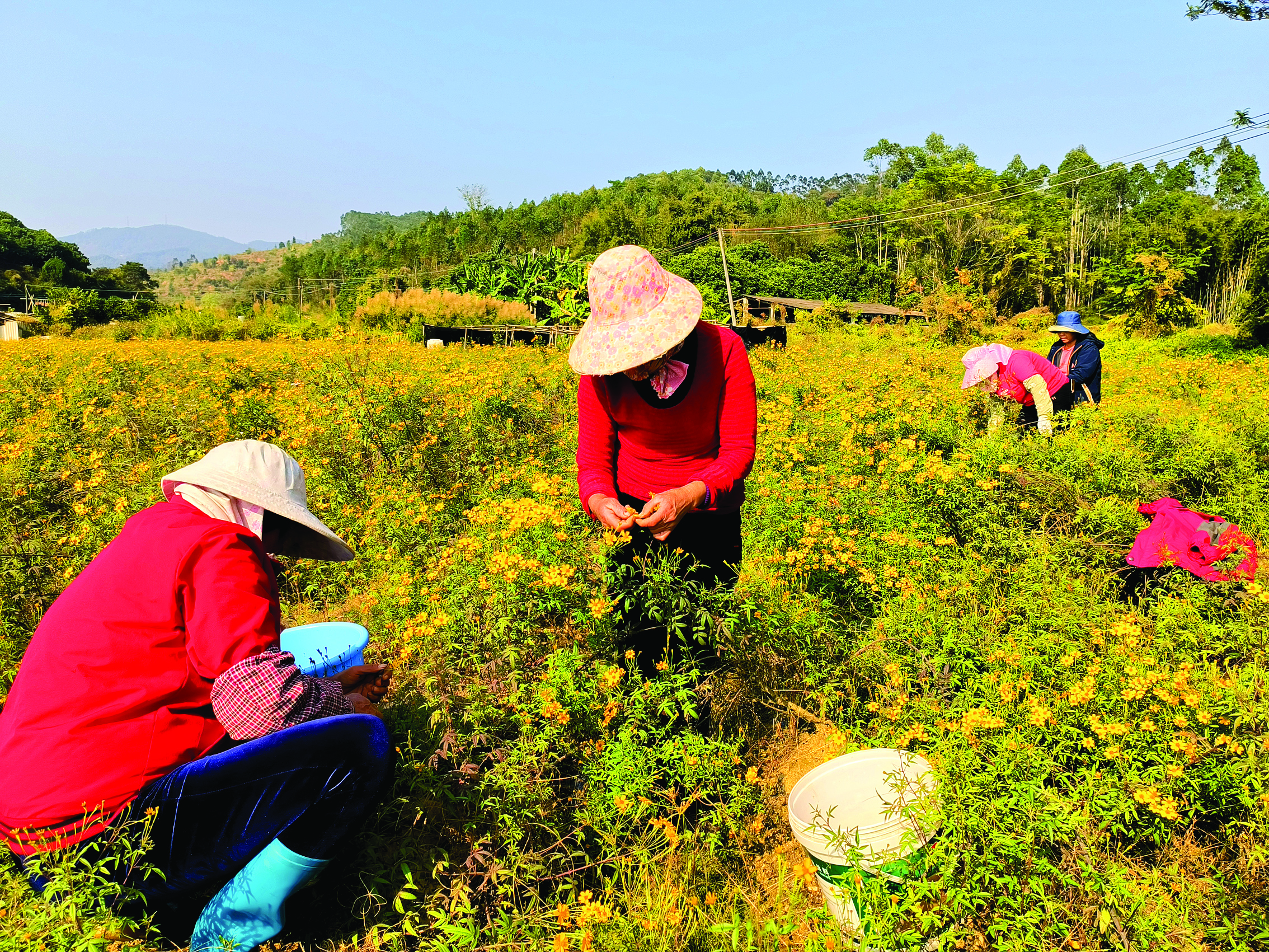     村民在采摘芳香万寿菊。