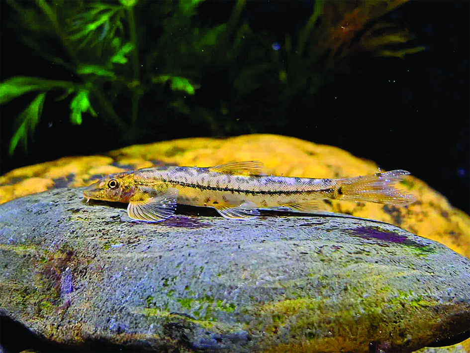     南昆山发现的丁氏缨口鳅。