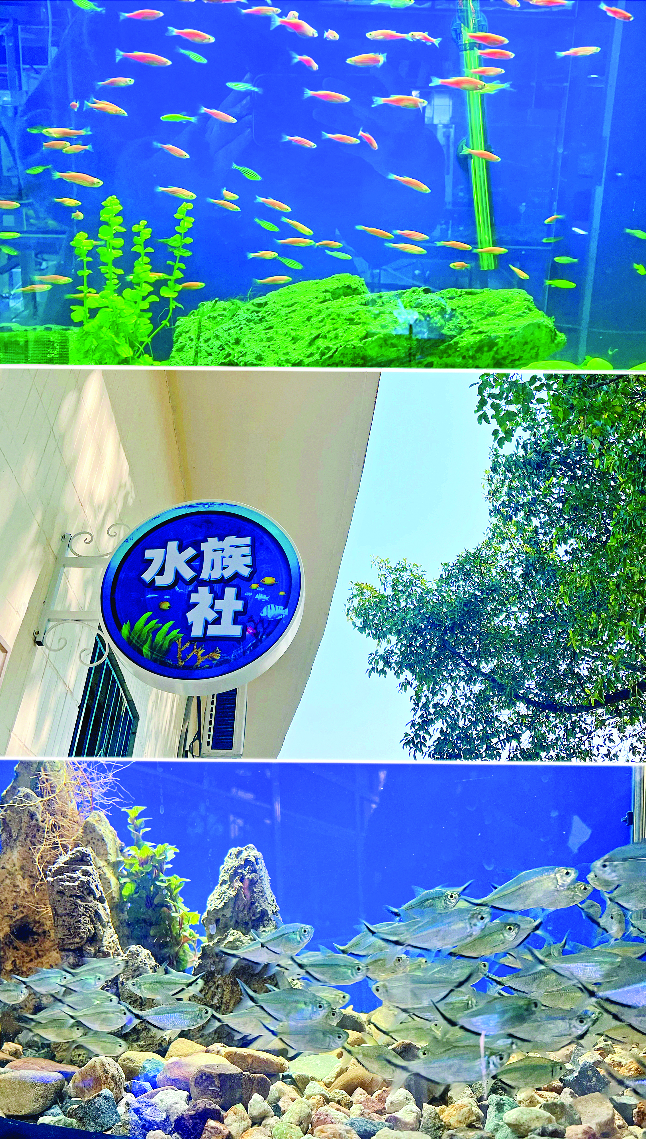     学校的特色水族社，养鱼妙趣横生。