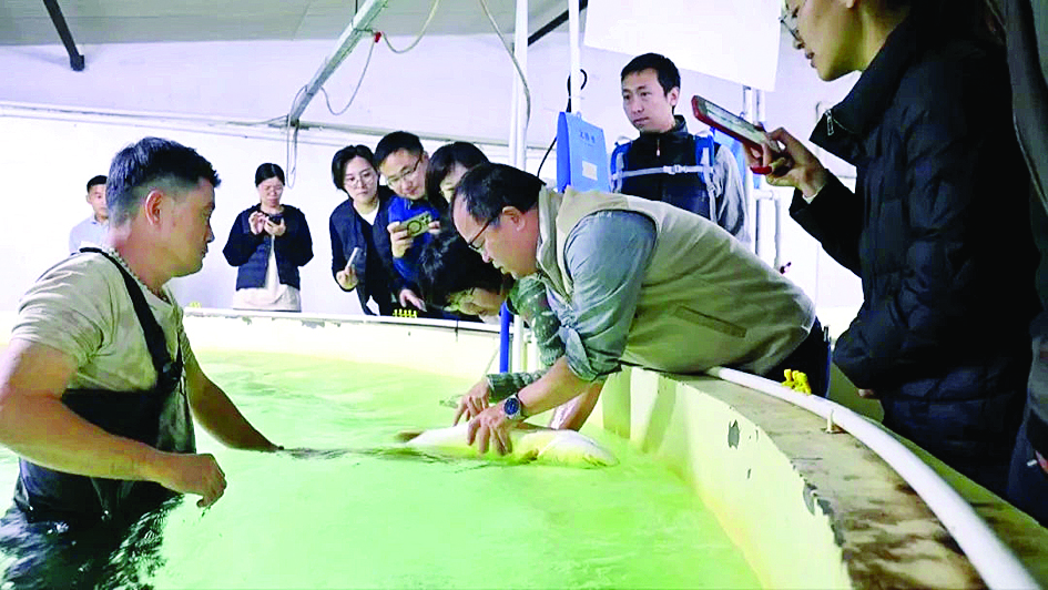     科研人员对惠东黄唇鱼人工繁育成果进行验收。