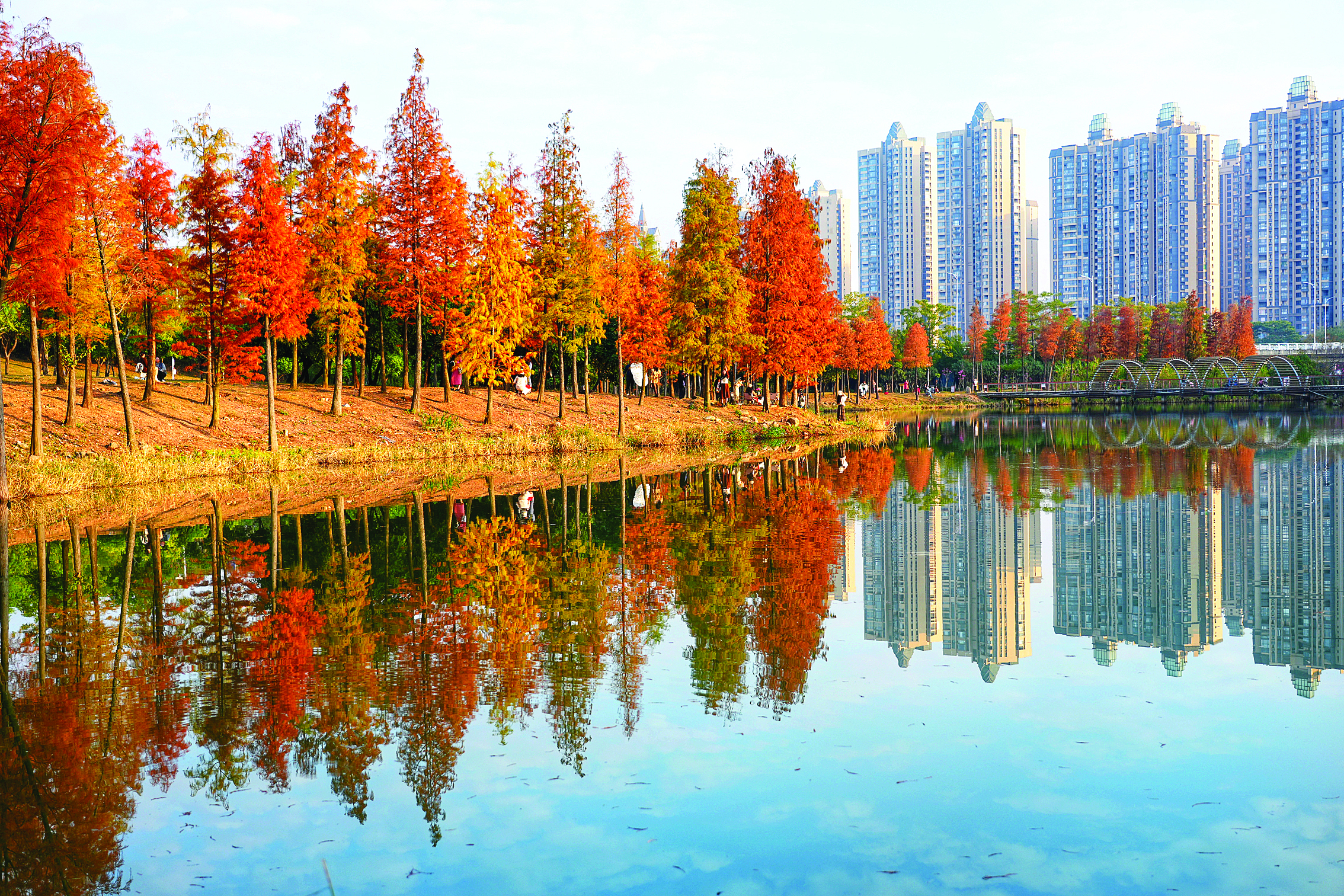     金山湖公园落羽杉美不胜收,婆娑的树影倒映在水面,与蓝天碧水相映成趣。惠州日报记者朱金赞 摄