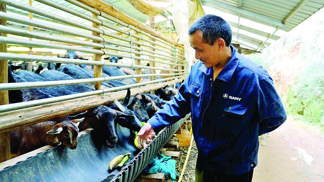     养殖山羊让曾伟文走上了致富的“羊”光大道。    惠州日报记者黄宇翔 通讯员龙融心 摄