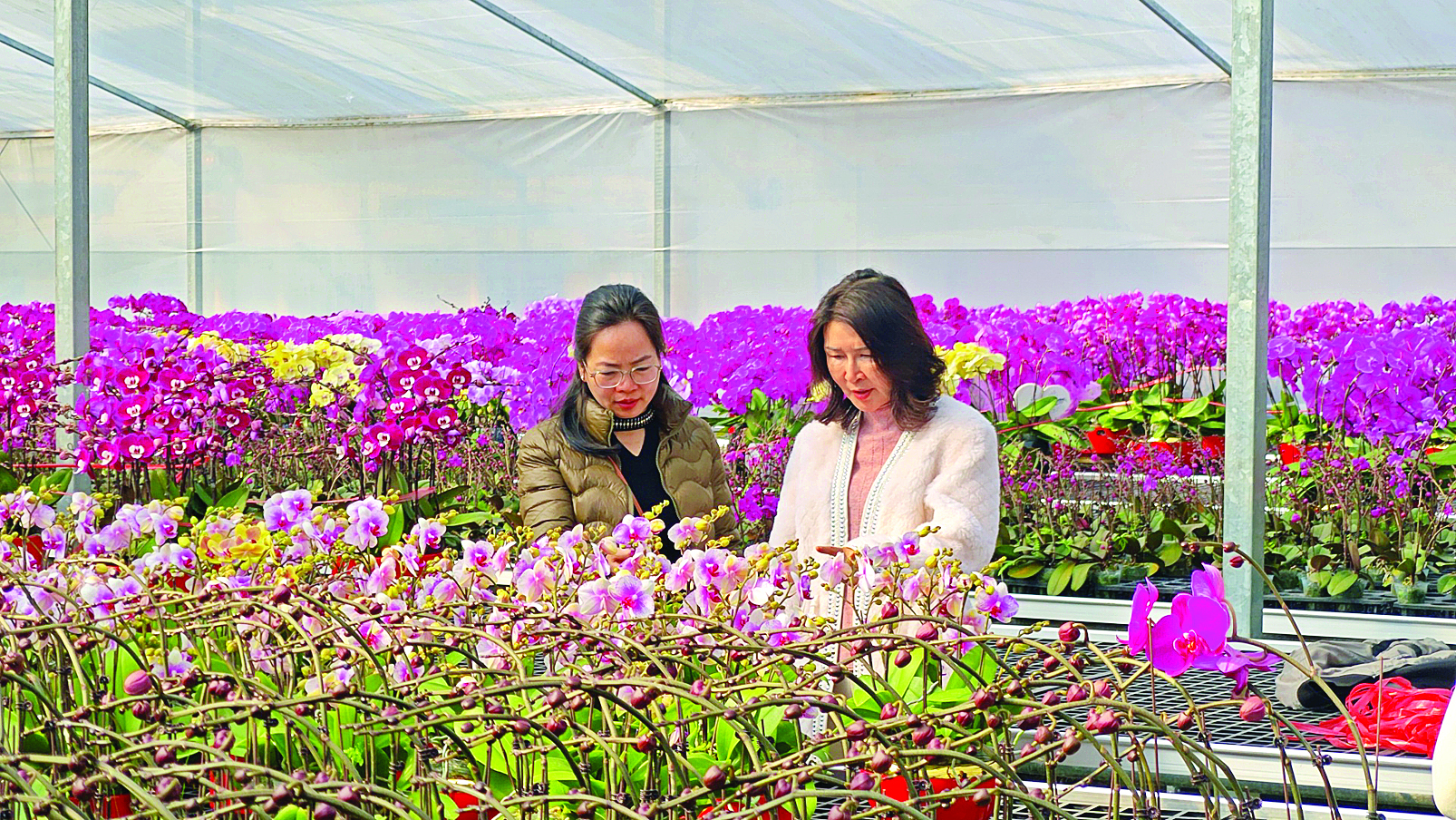     顾客正在挑选兰花。