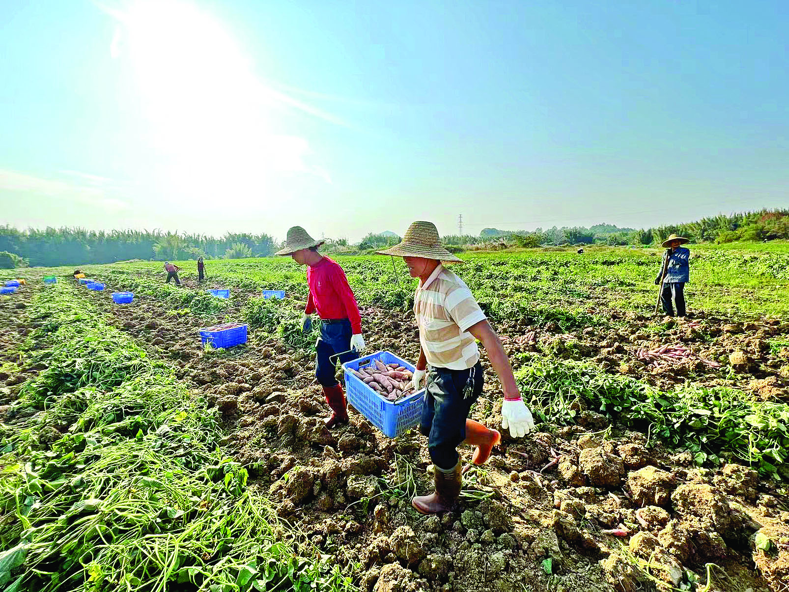 <p>    白花水口、高埠两村重点发展番薯产业。</p>