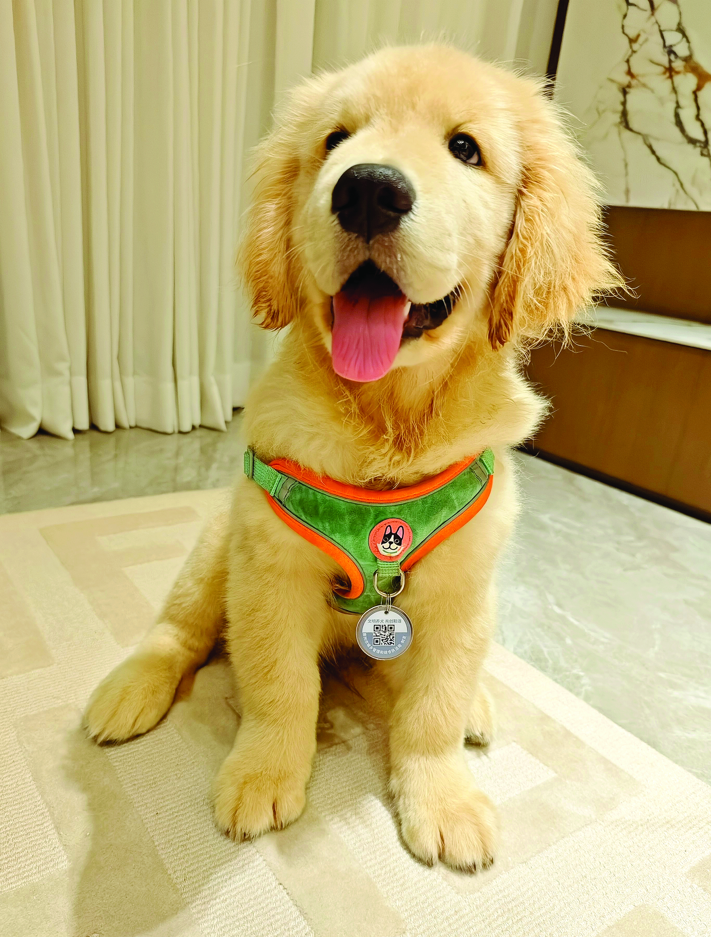     狗狗挂上了犬牌，有了自己的“身份证”。