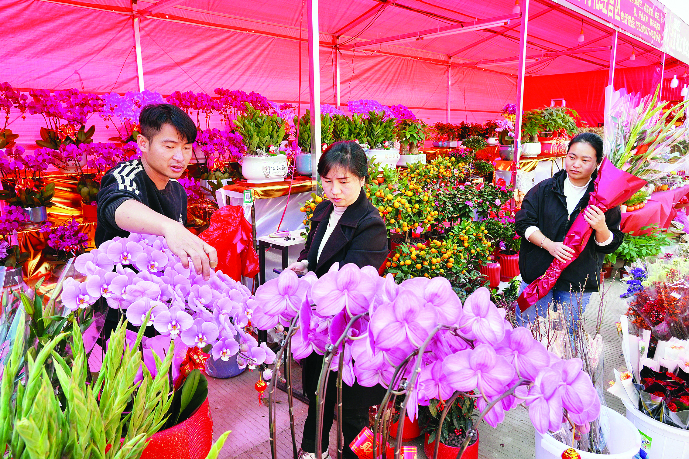     市民在购买蝴蝶兰。惠州日报记者朱金赞 摄