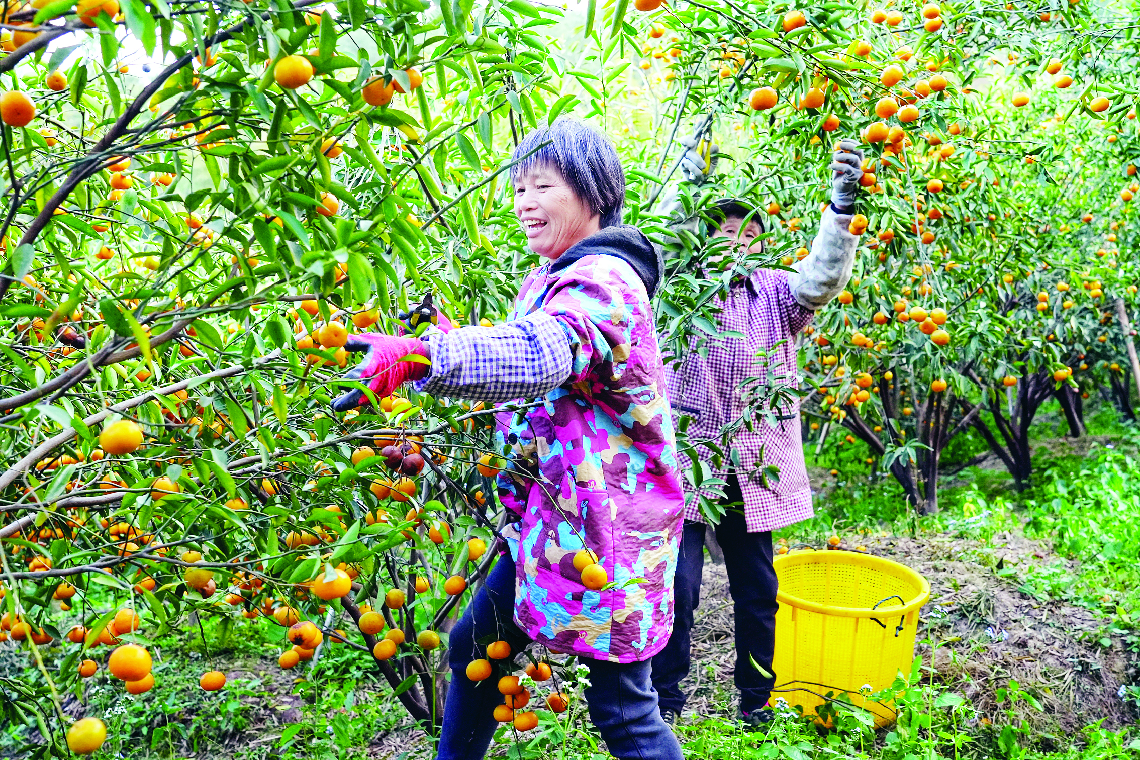     眼下正是龙门年桔上市时节，果农们忙着采摘，浓浓的桔香连同丰收的喜悦扑面而来。