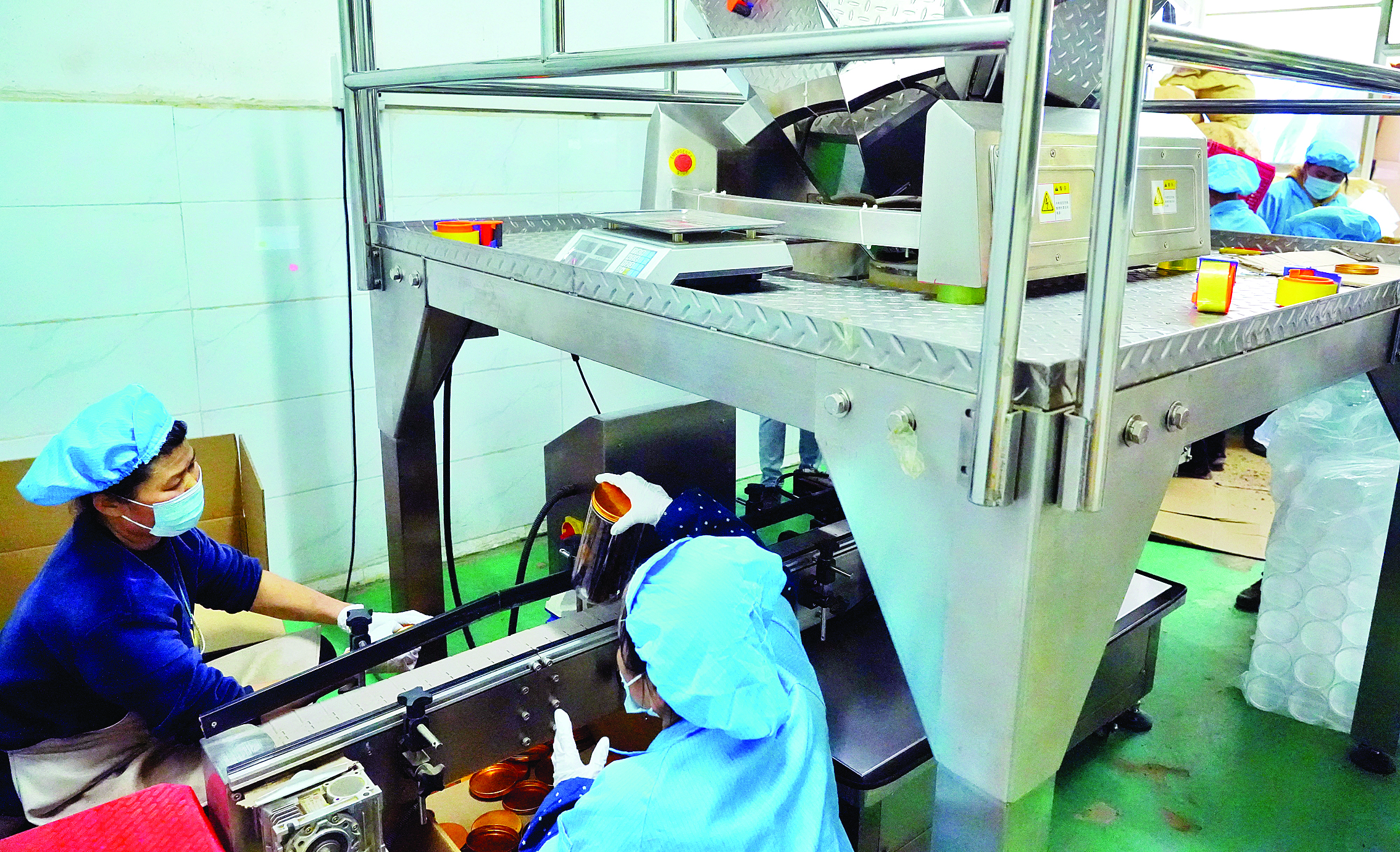     工人正在加工生产陈桔。