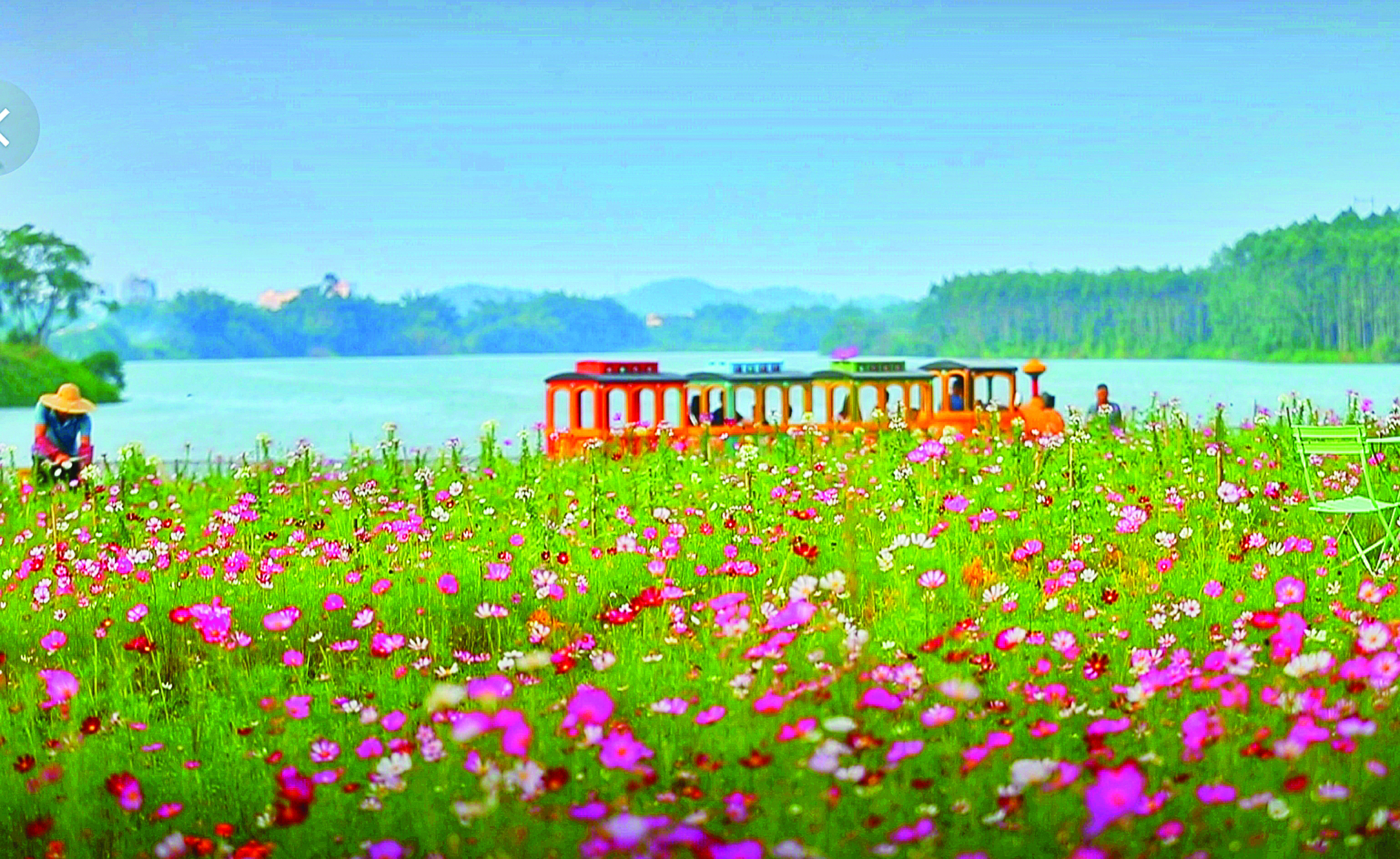     在惠城区三栋镇子溪新村，美丽花海惹人醉。