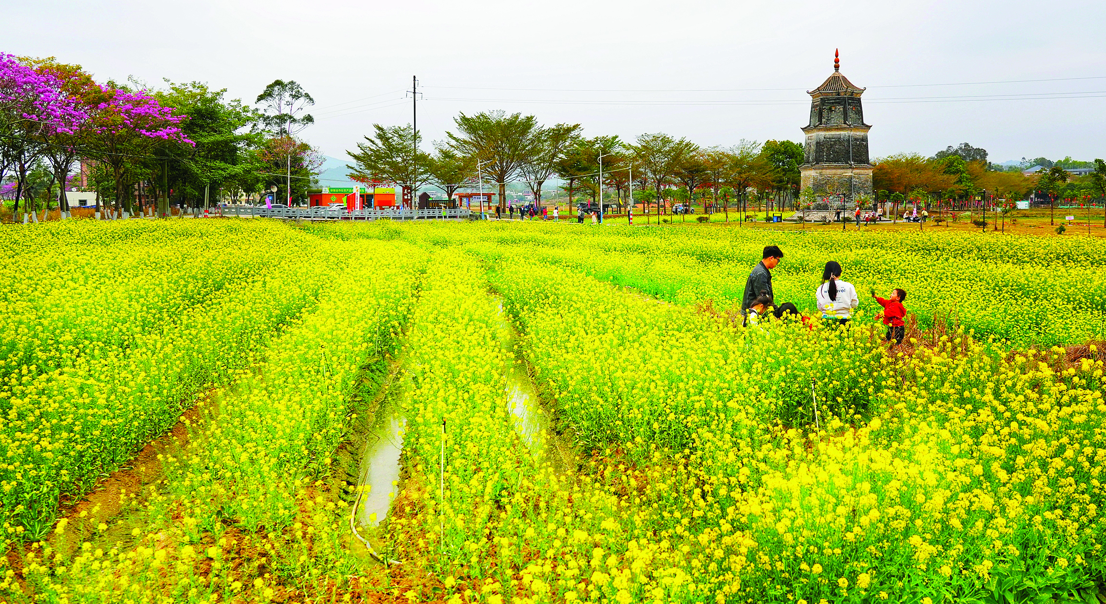     在惠城区横沥镇新荣村，油菜花开正艳，吸引了不少人来打卡。