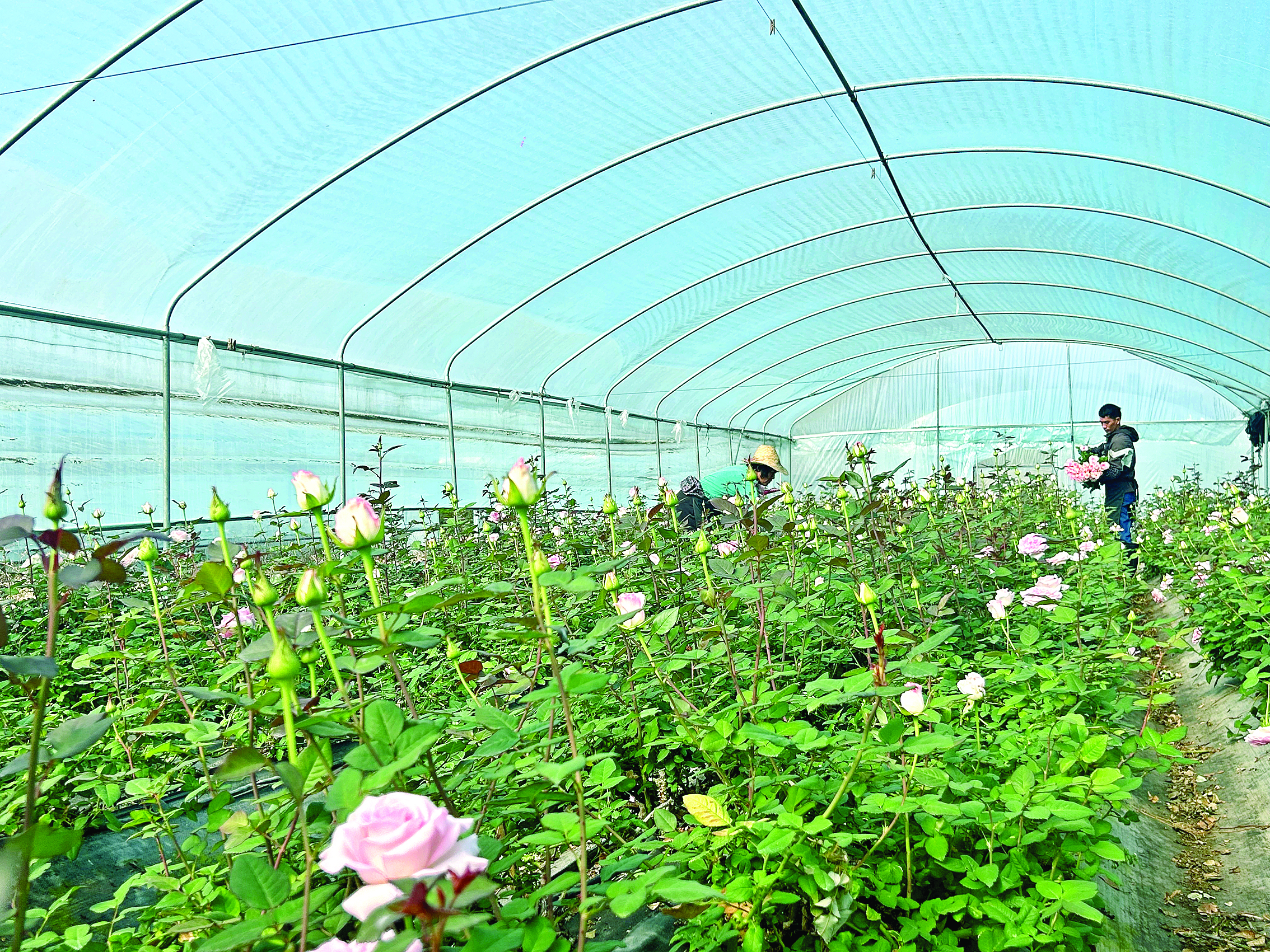     村民在玫瑰花种植基地采摘。