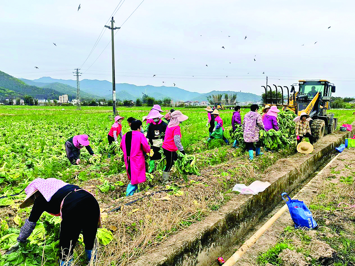     观摩会现场采摘梅菜测产验收。惠州日报记者谢菁菁 通讯员黄欣欣 龚玲 摄