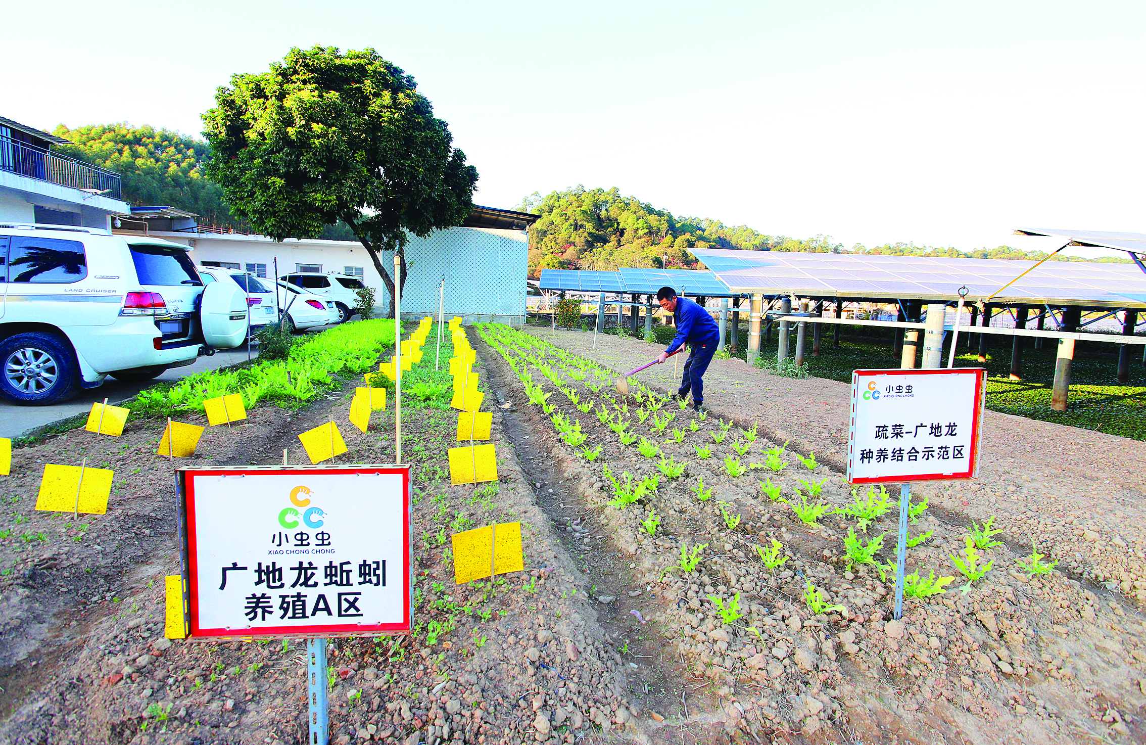     蔬菜+广地龙种养结合的试验田。惠州日报记者钟畅新 摄