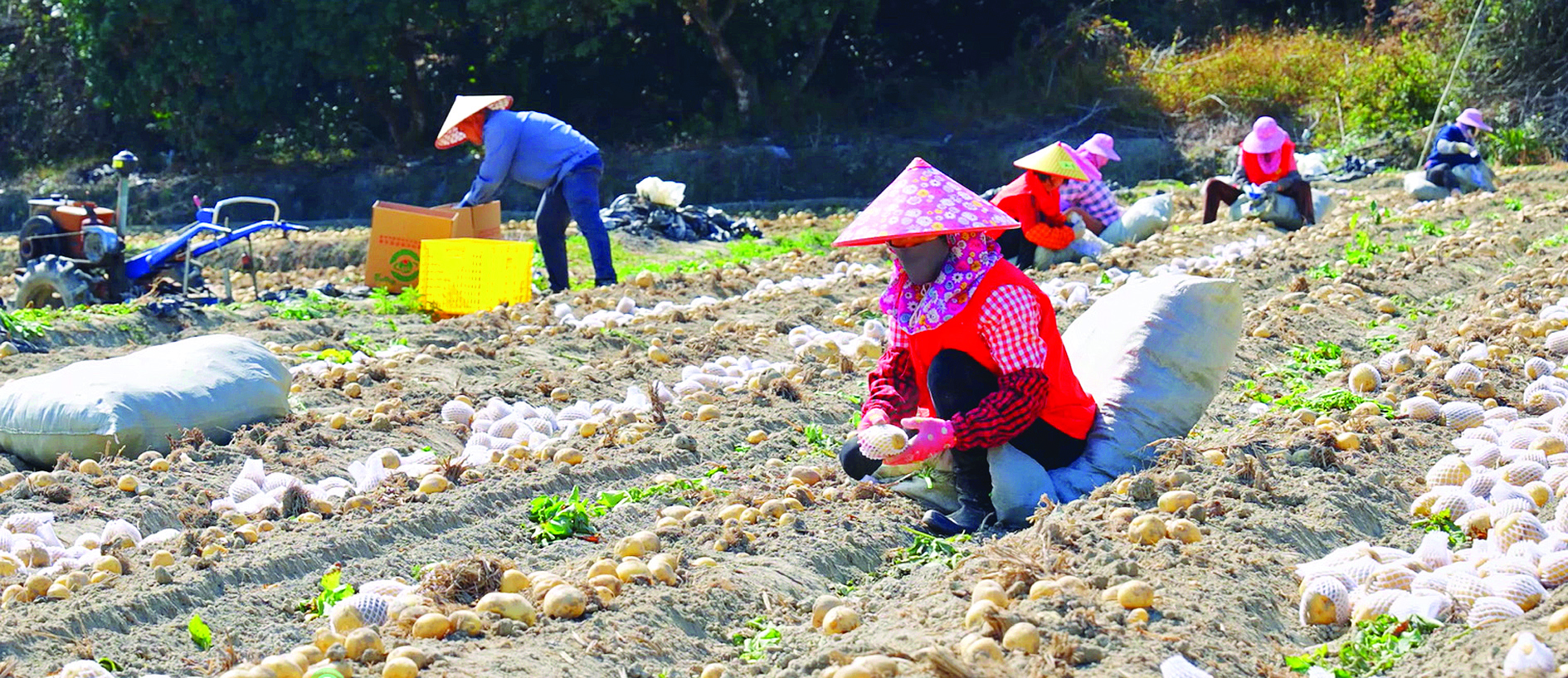     农户在采收马铃薯。