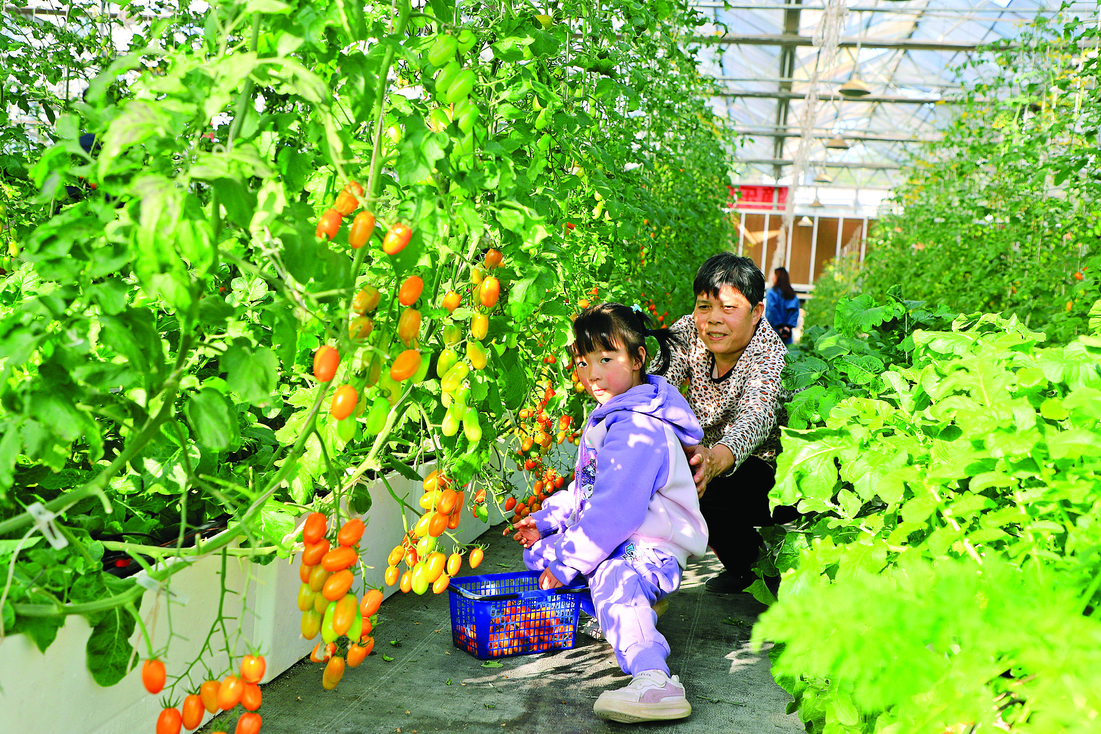    金妃小番茄吸引游人前来采摘。