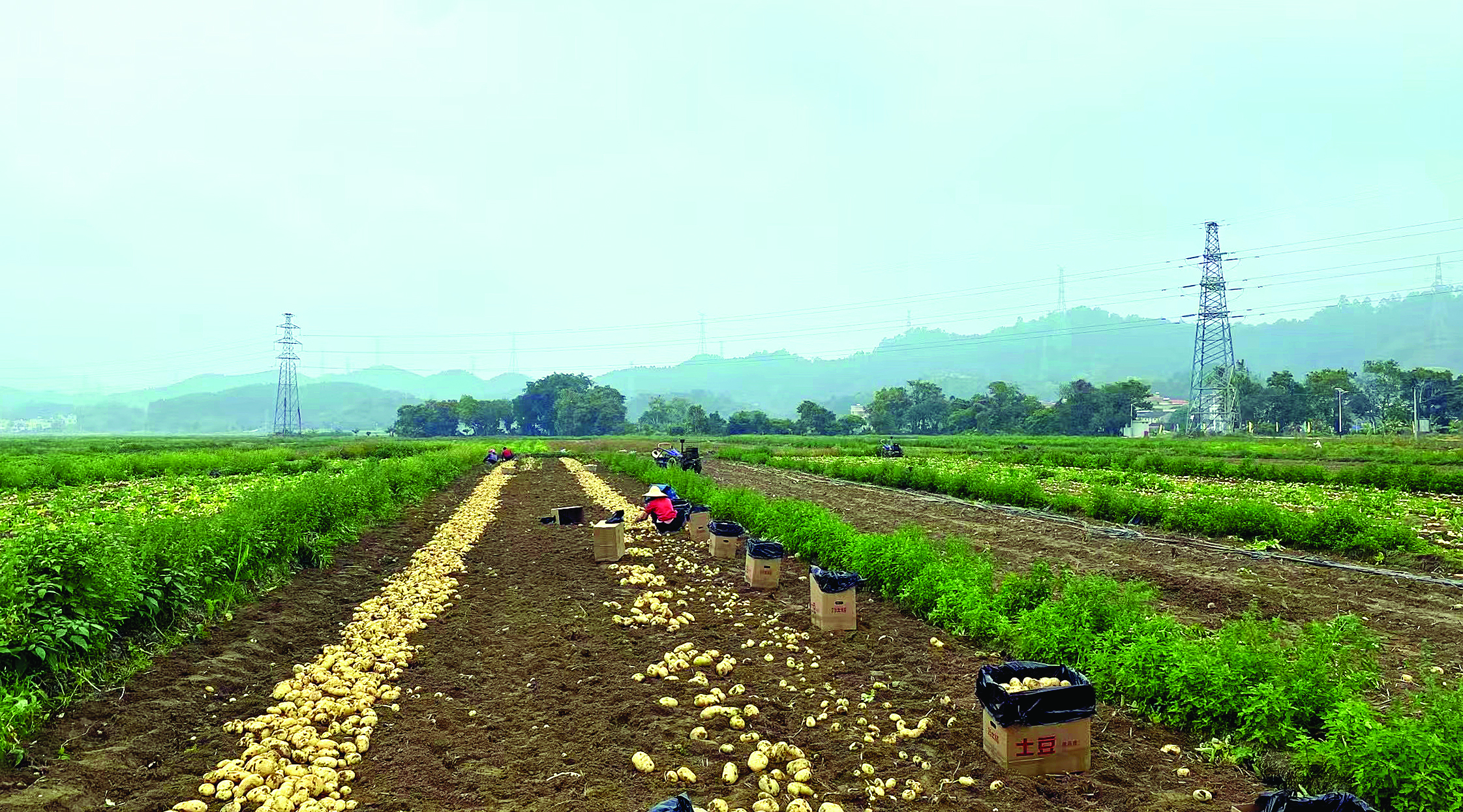     惠东冬种马铃薯迎来丰收。