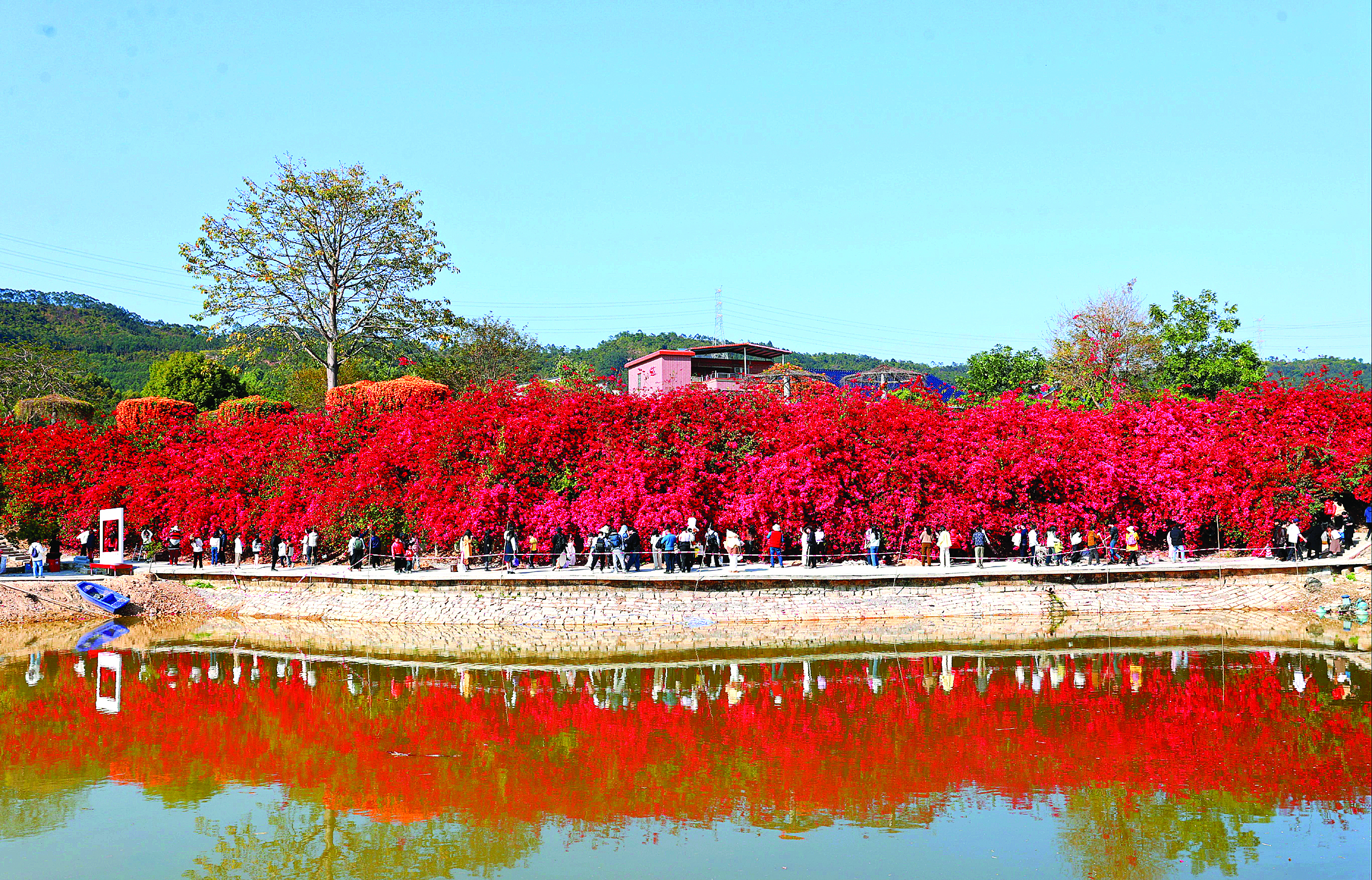     潼湖黄屋村“三角梅瀑布”吸引众多游客打卡。
