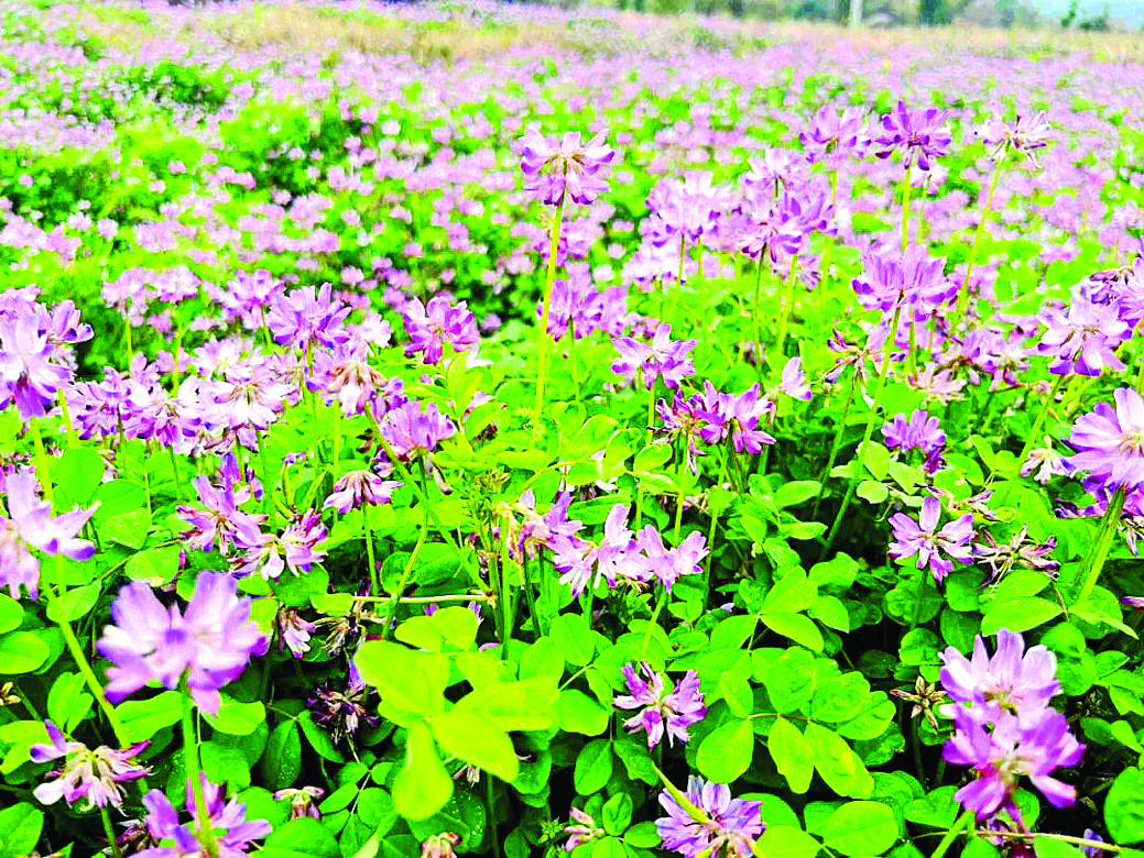     李洞村紫云英花海。惠州日报记者黄宇翔 通讯员龙融心 摄