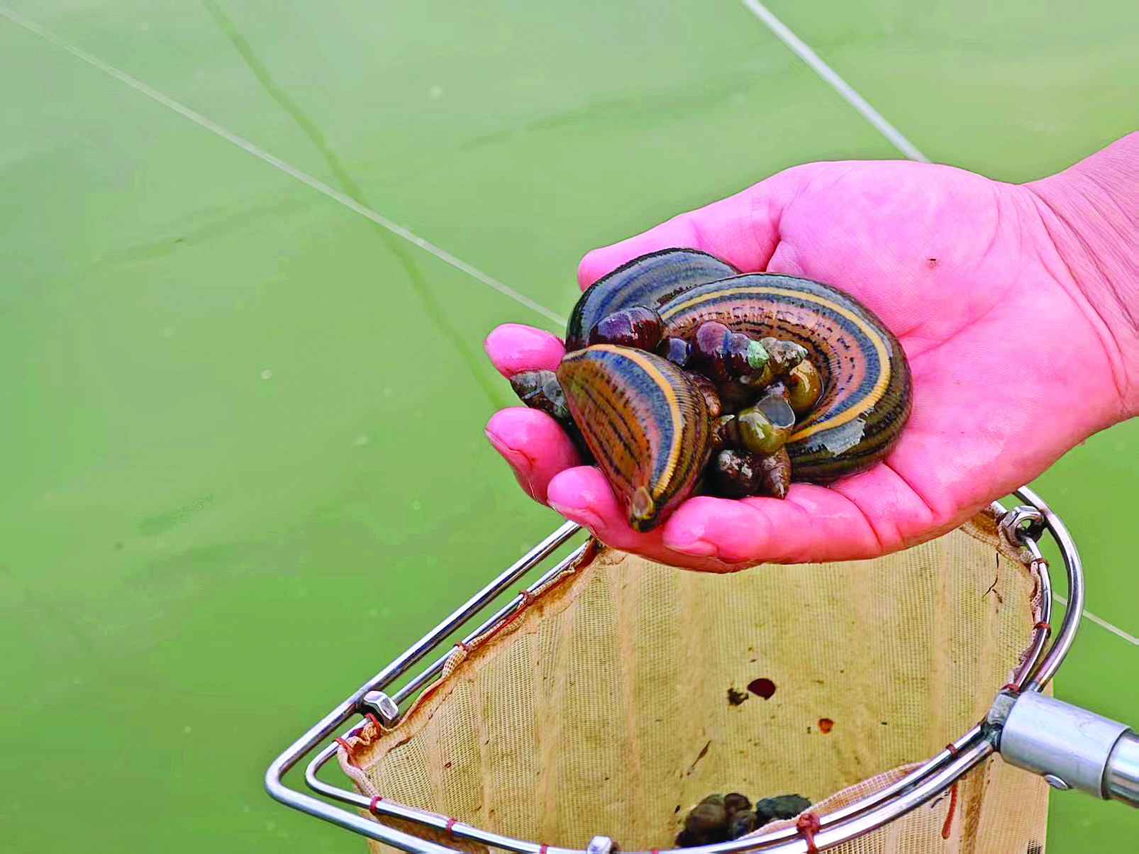     水蛭养殖为绿水湖村集体增收开辟新路径。