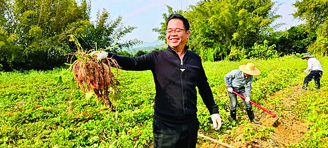     梁化镇四民村甘薯试验田迎来大丰收。    惠州日报记者蔡伟健 特约通讯员叶衍达 摄