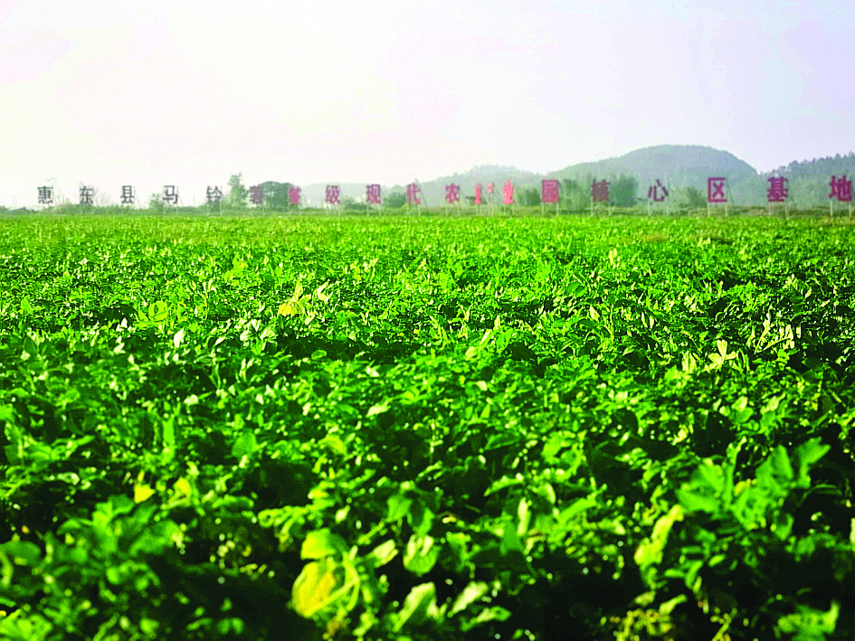    惠东县马铃薯省级现代农业产业园。