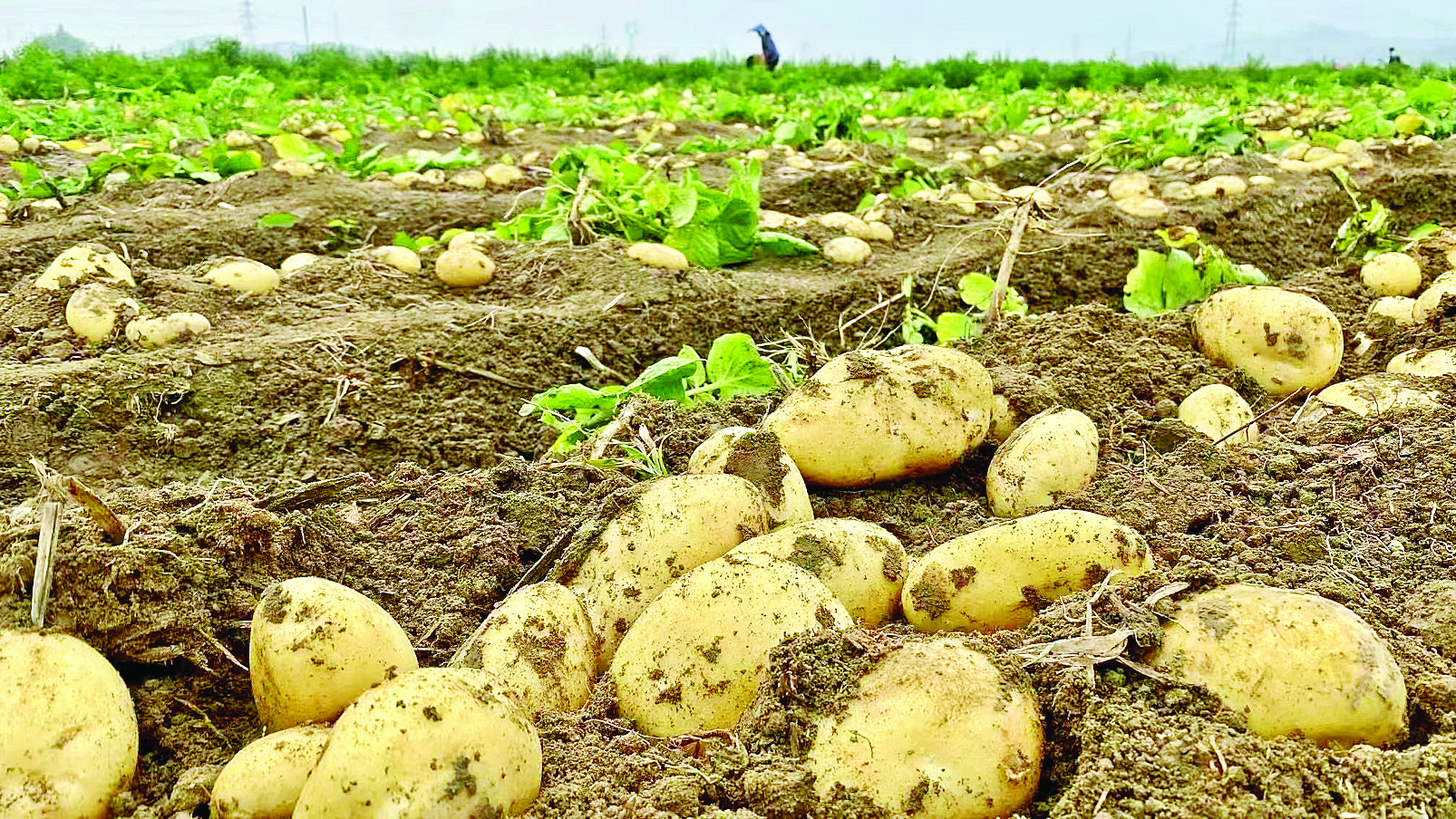     惠东马铃薯成功申报国家农产品地理标志。