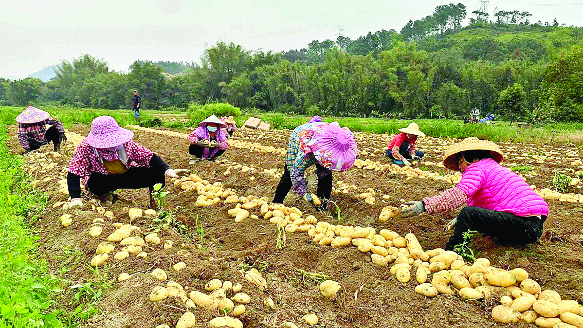     惠东马铃薯丰收，村民忙得不亦乐乎。