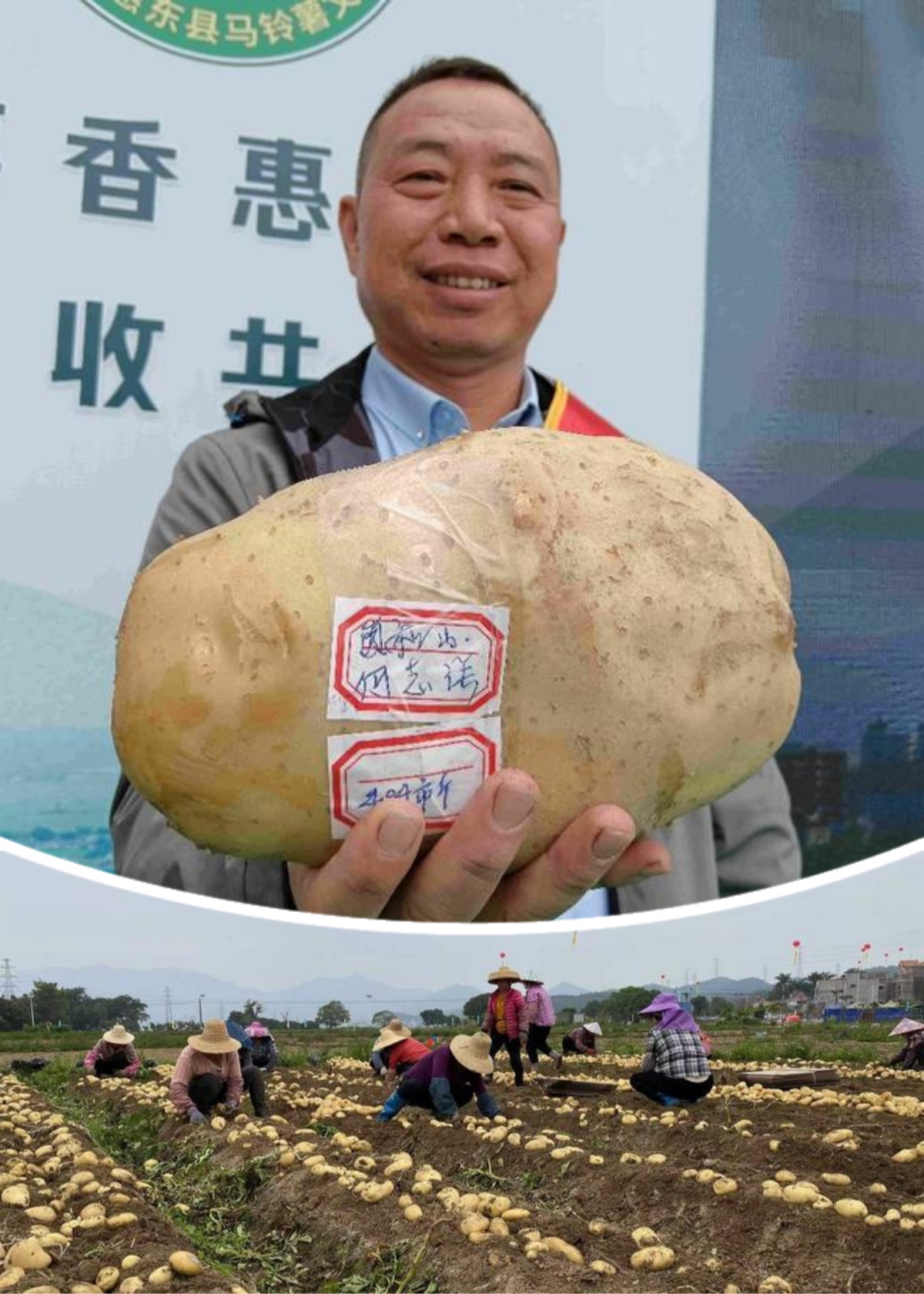 <p>    上：单薯重达4.04斤的“薯王”。    下：薯农忙收“致富薯”。</p>