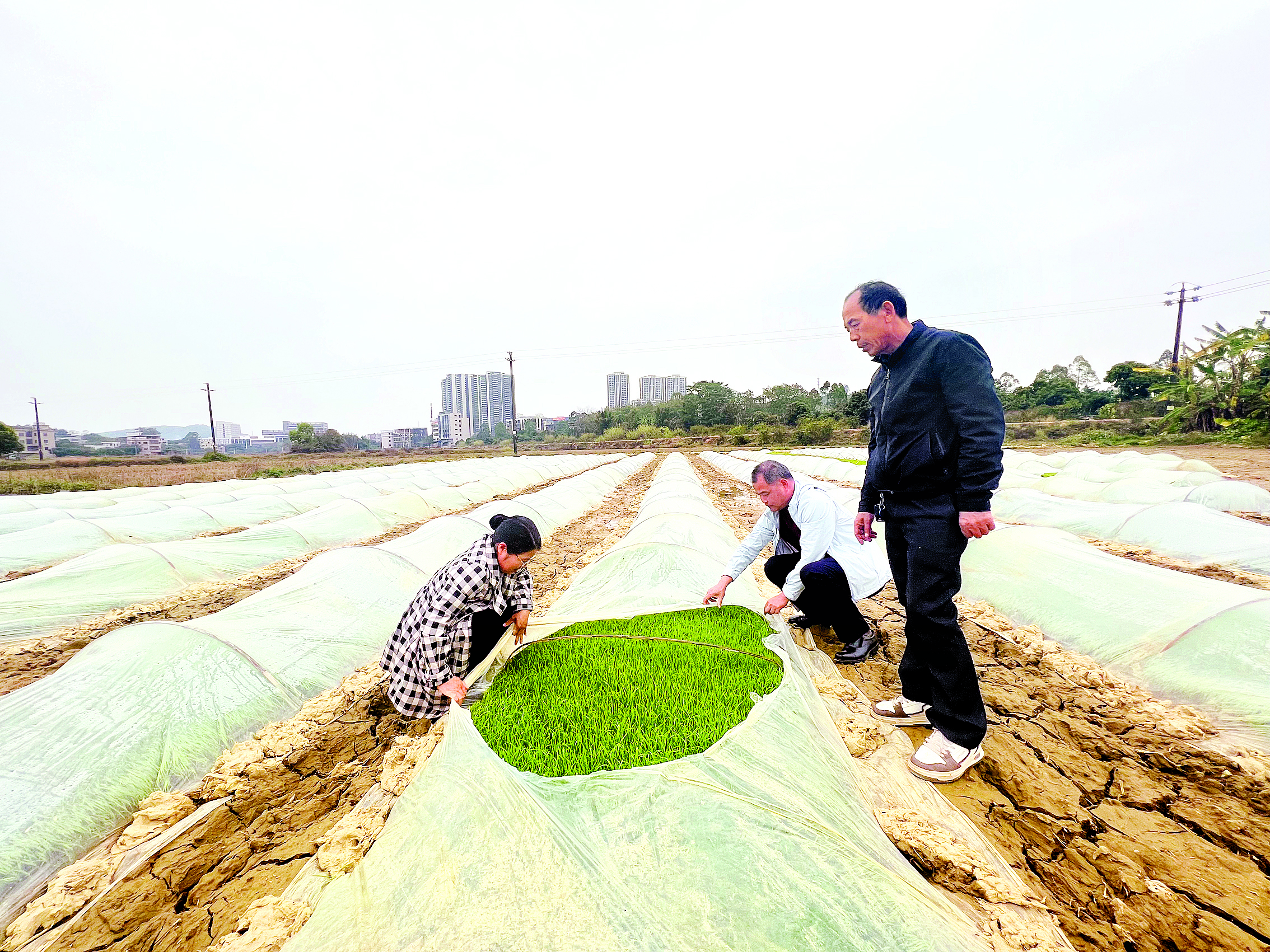    惠阳农业专家到田间查看育秧情况，指导农民做好备耕工作。