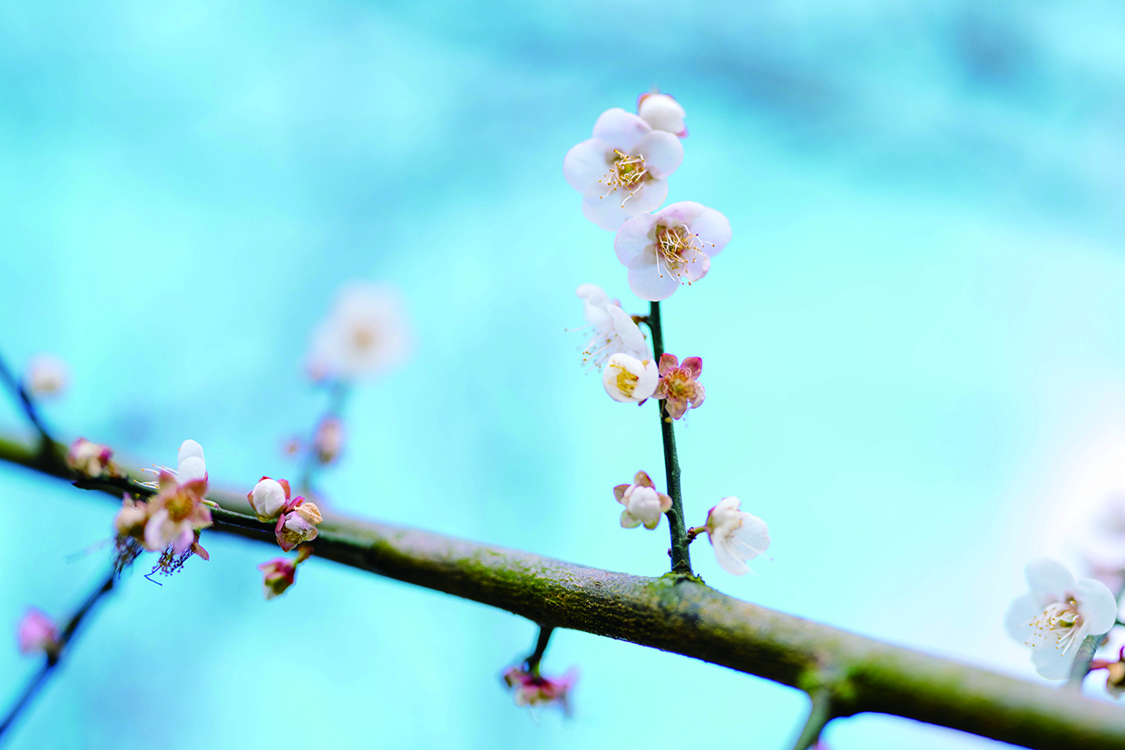     桃花俏立枝头。