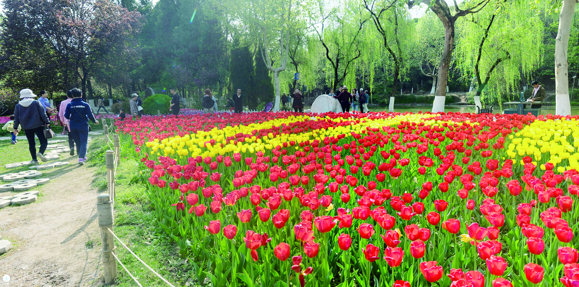     江南郁金香绽放。