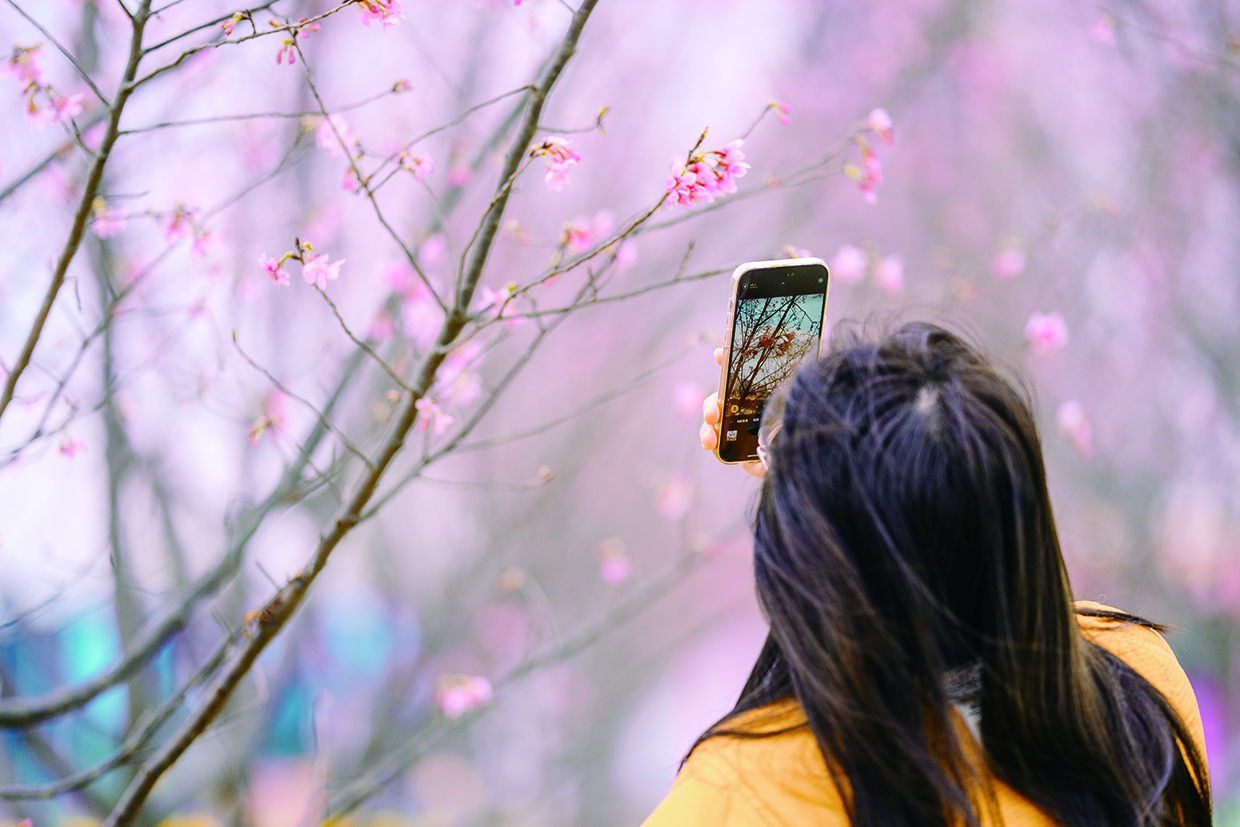     游客赏樱打卡。