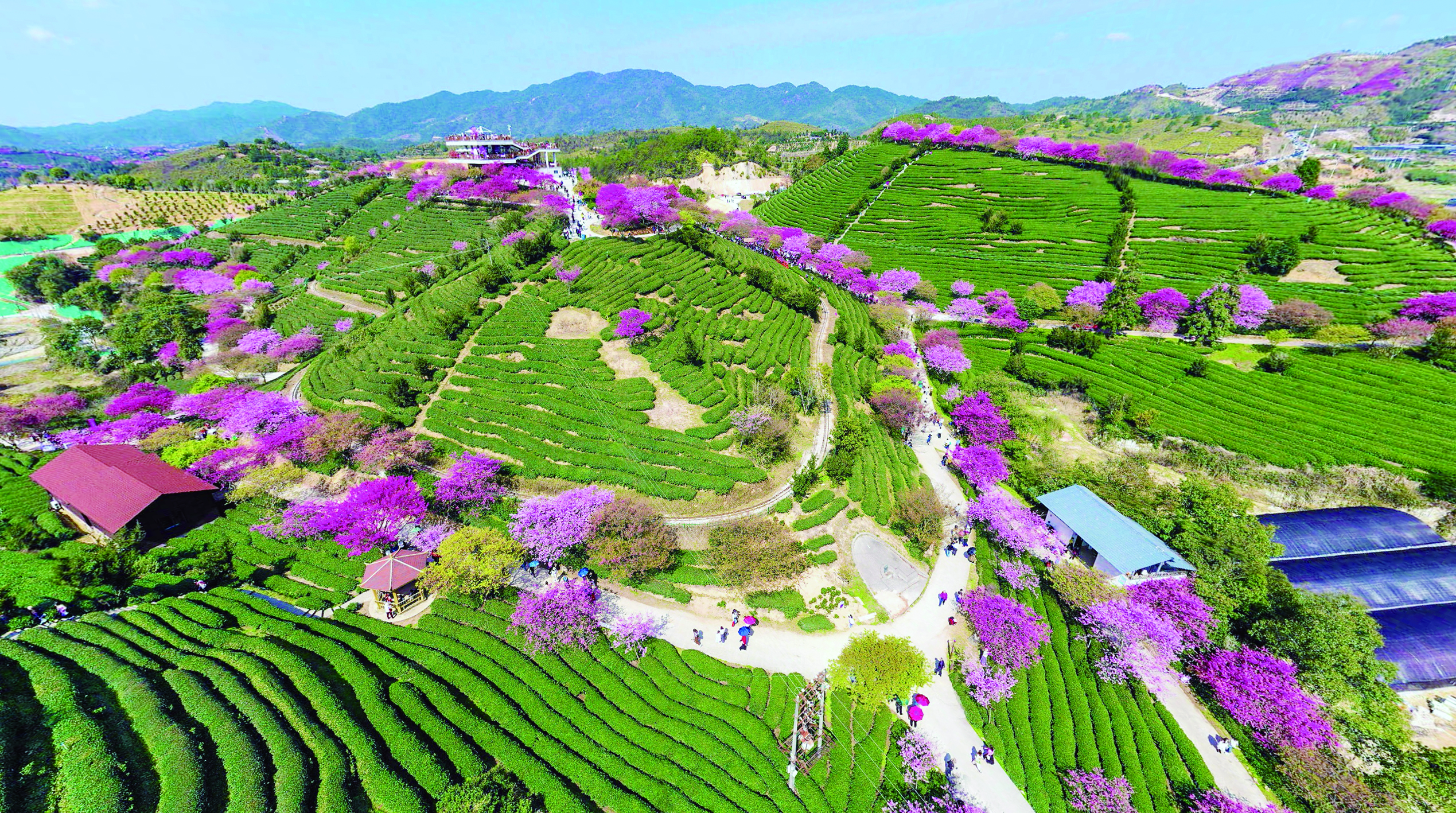     永福樱花园，茶田绿浪与樱花粉霞交织。