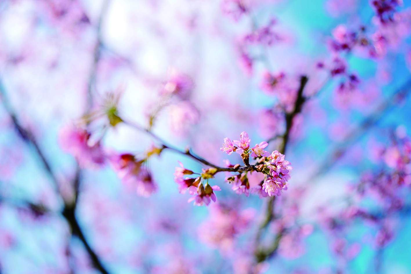     走进桃花世界的梦幻之旅。