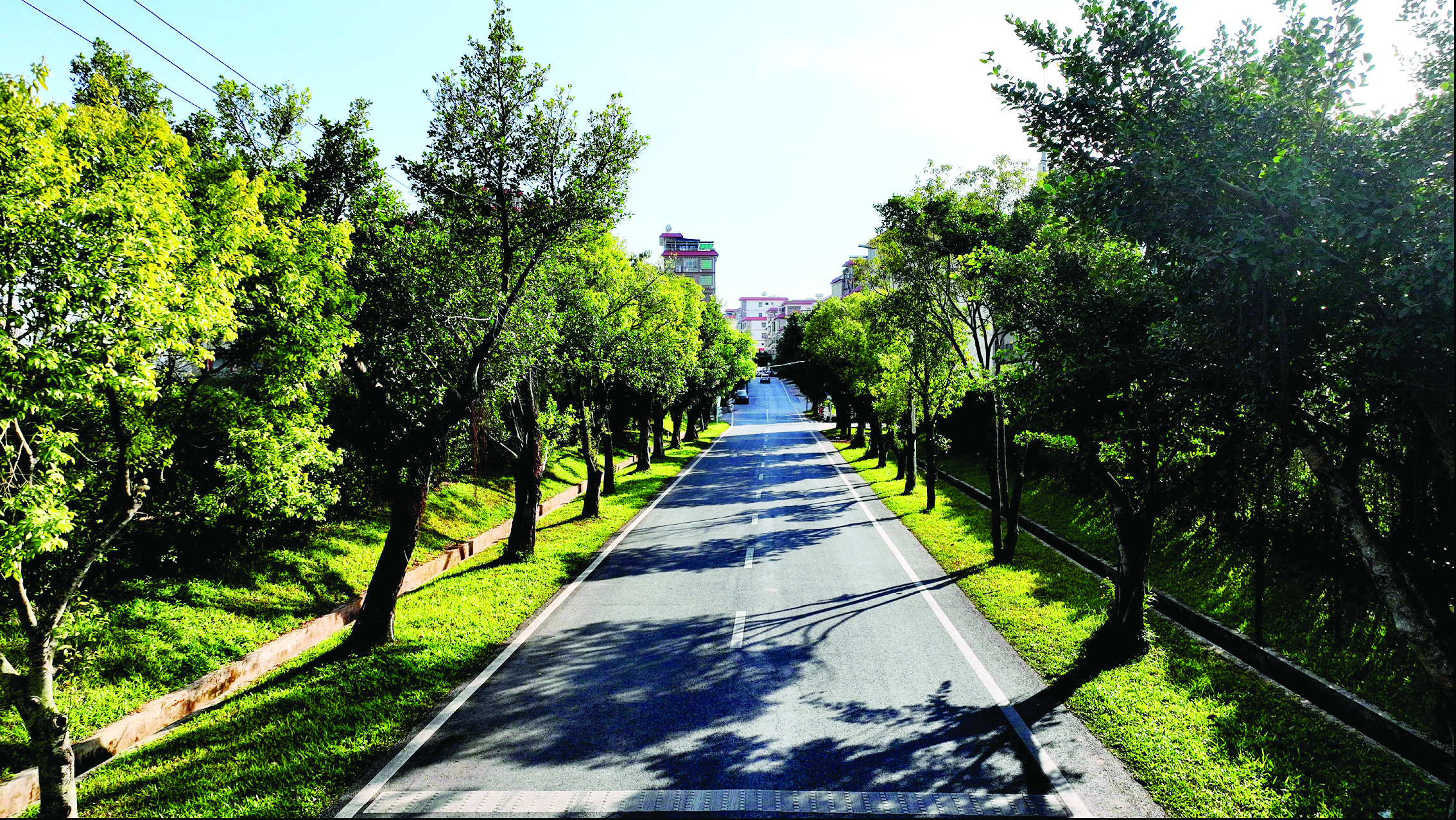     金星路两旁绿树成荫。