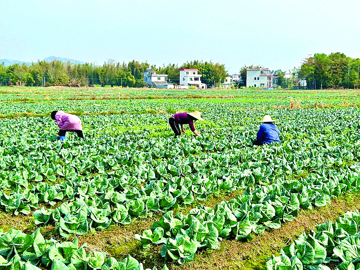     村民在种植基地务工。惠州日报记者黄宇翔 通讯员龙融心 摄