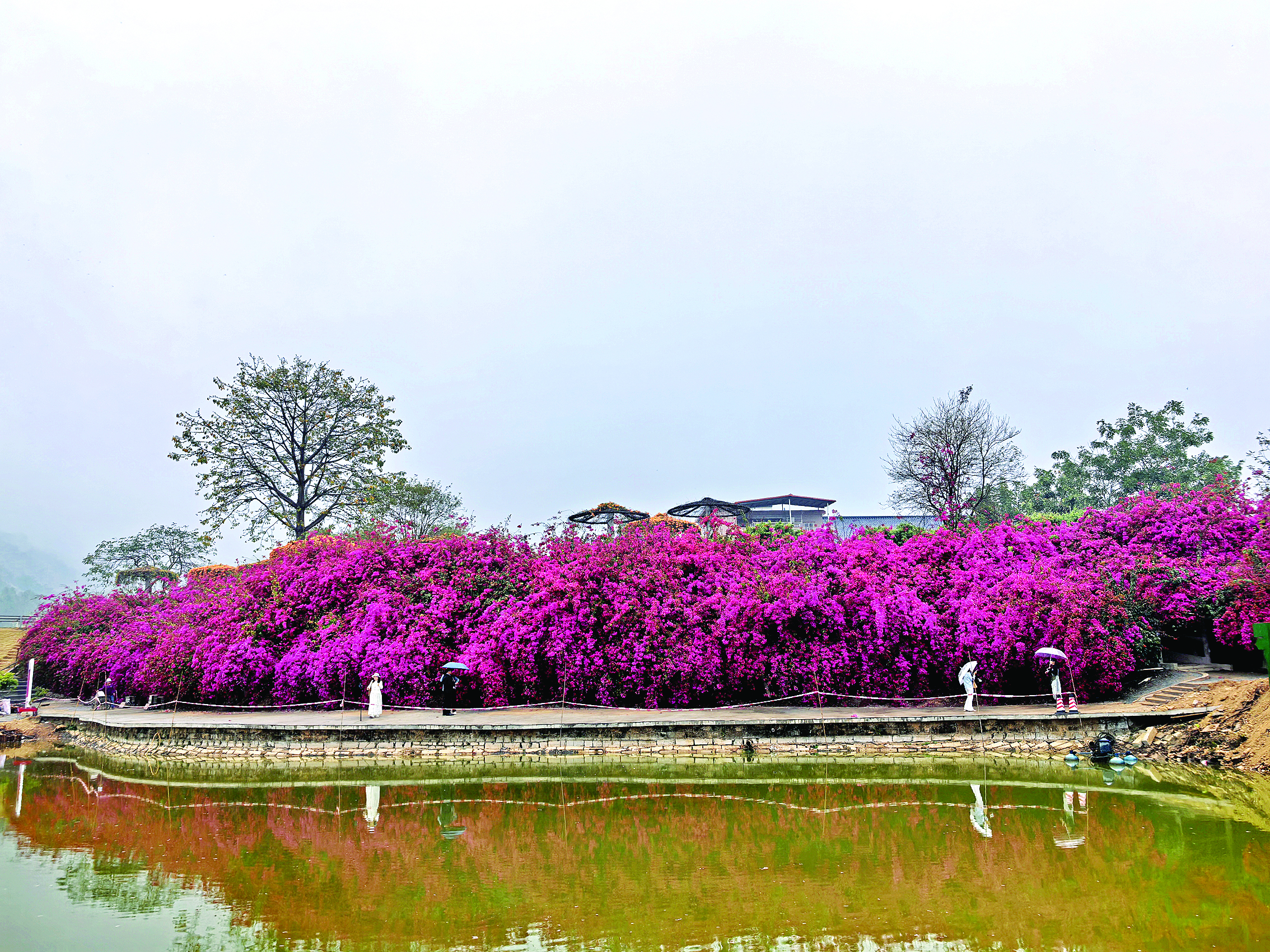     成片的三角梅远远看去就像一片紫红色的瀑布。    惠州日报记者邱舒婷 摄
