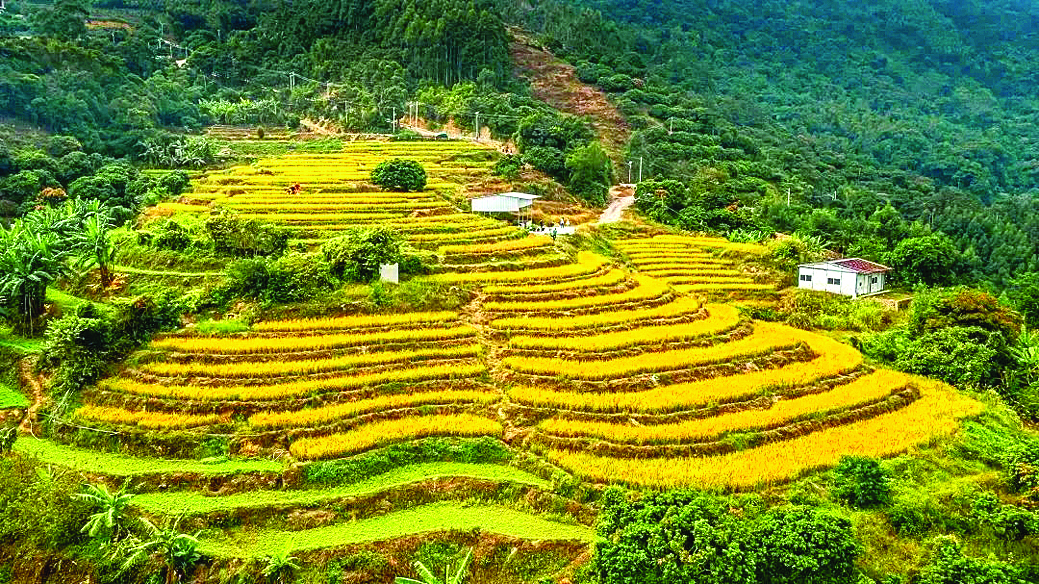     九龙峰旅游区角峰村梯田。