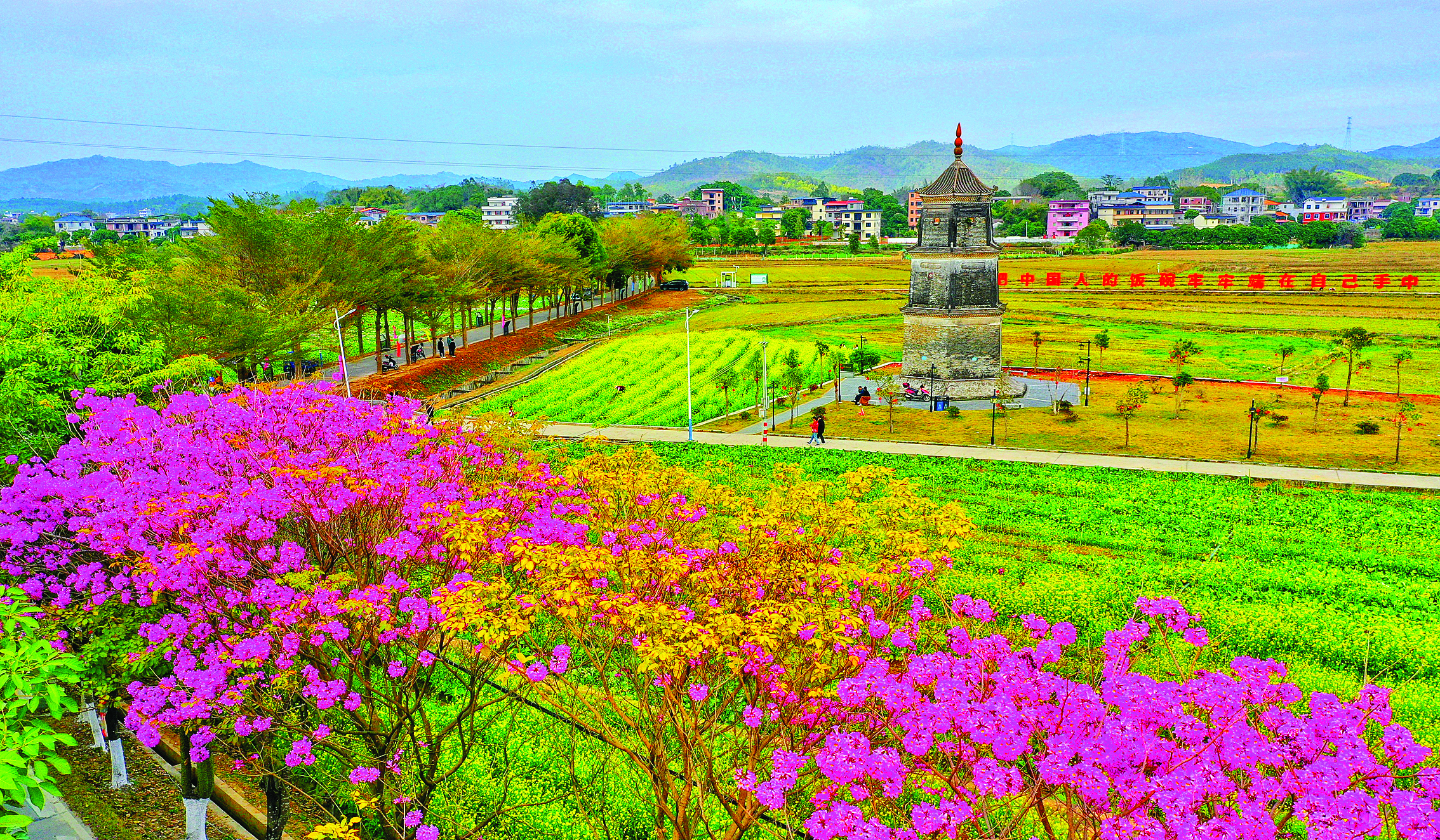     惠城区横沥镇新荣村花香四溢、春意盎然。惠州日报记者朱金赞 摄