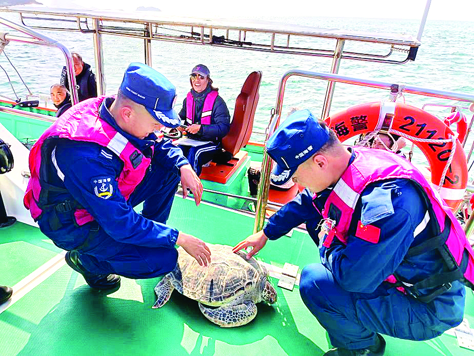     惠州海警执法员在检查绿海龟受伤情况。    惠州日报记者刘豪伟 通讯员戎治东 李思 摄