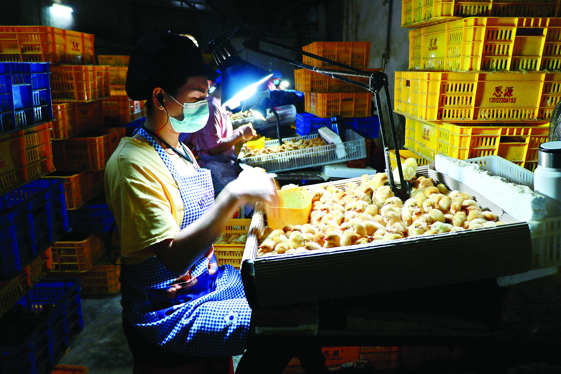     石坝三黄胡须鸡育苗。