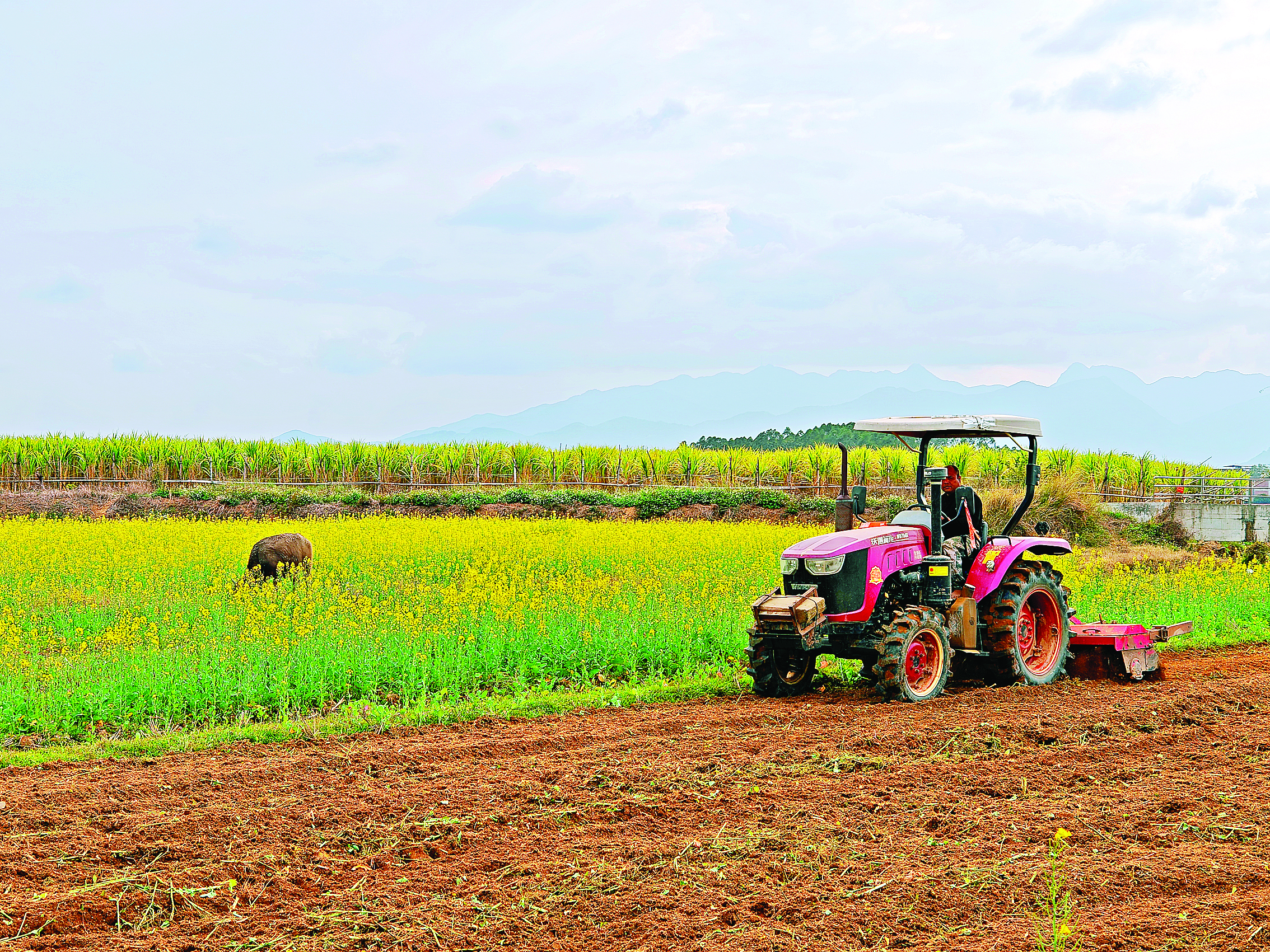     芦洲开始春耕绿肥还田，试种千亩玄脂米。