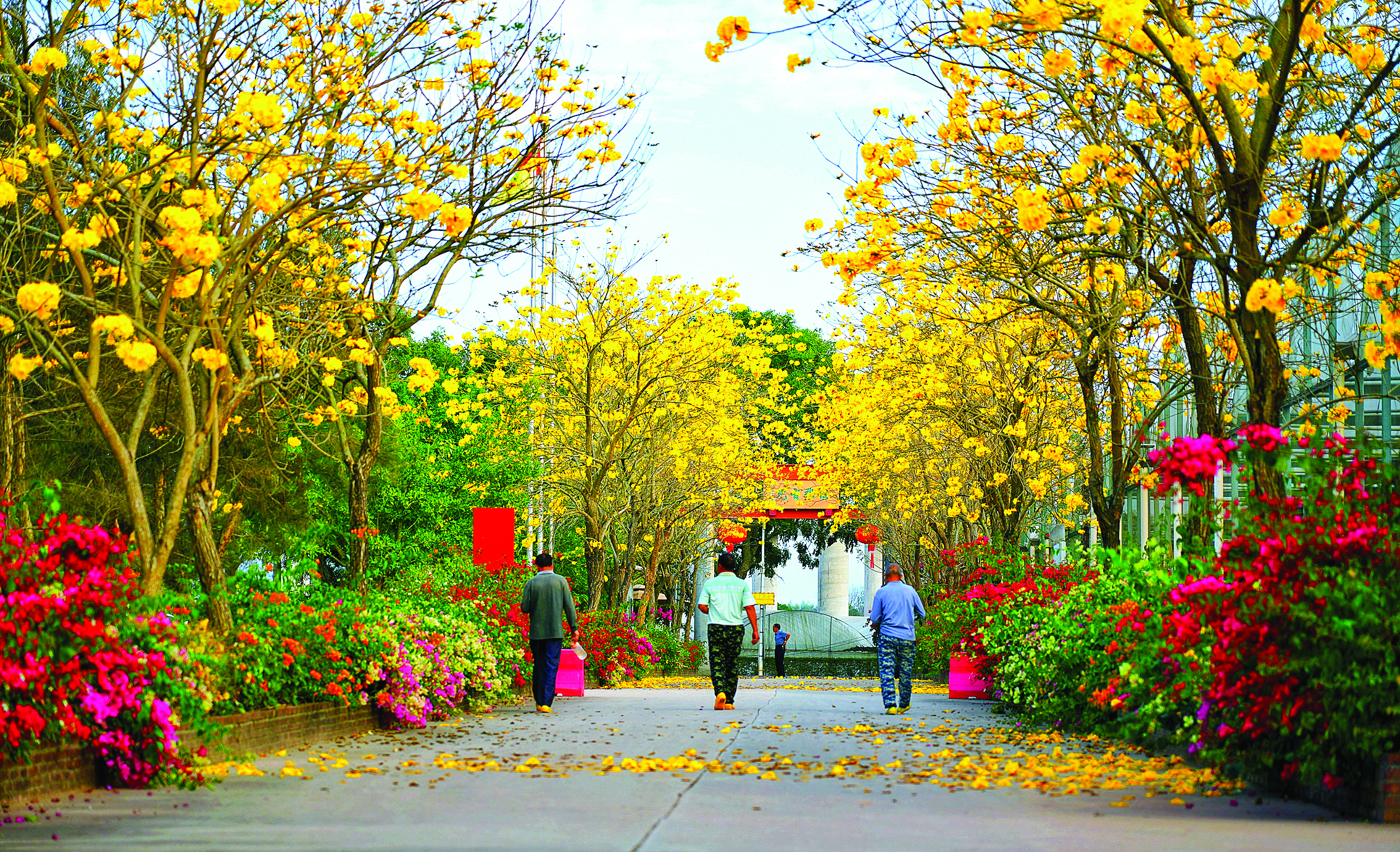     马安镇神农兰香谷的黄花风铃木灿烂夺目。惠州日报记者朱金赞 摄